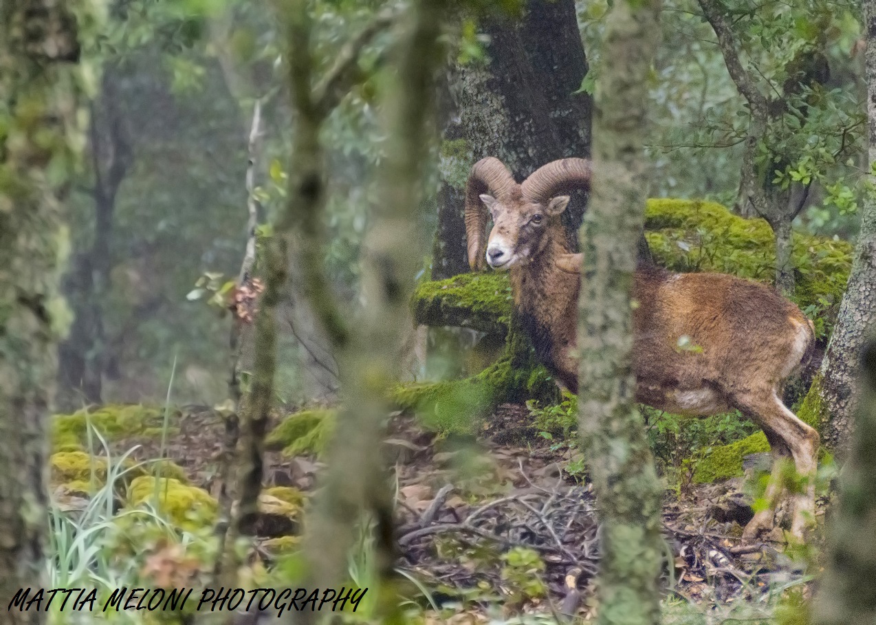 Muflone sardo - Ovis musimon