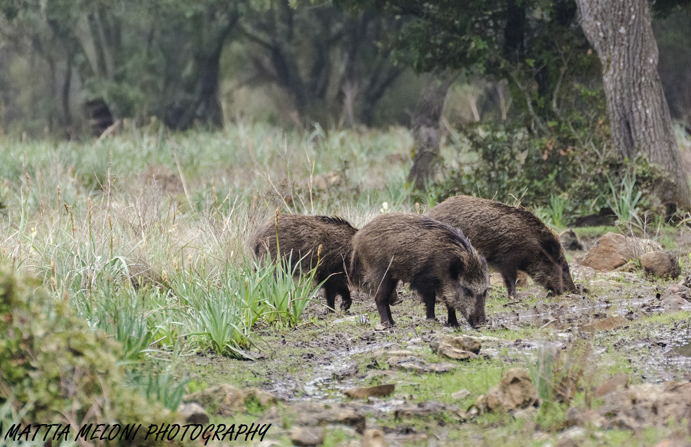 Sus scrofa meridionalis - Sardinian Wild Boar
