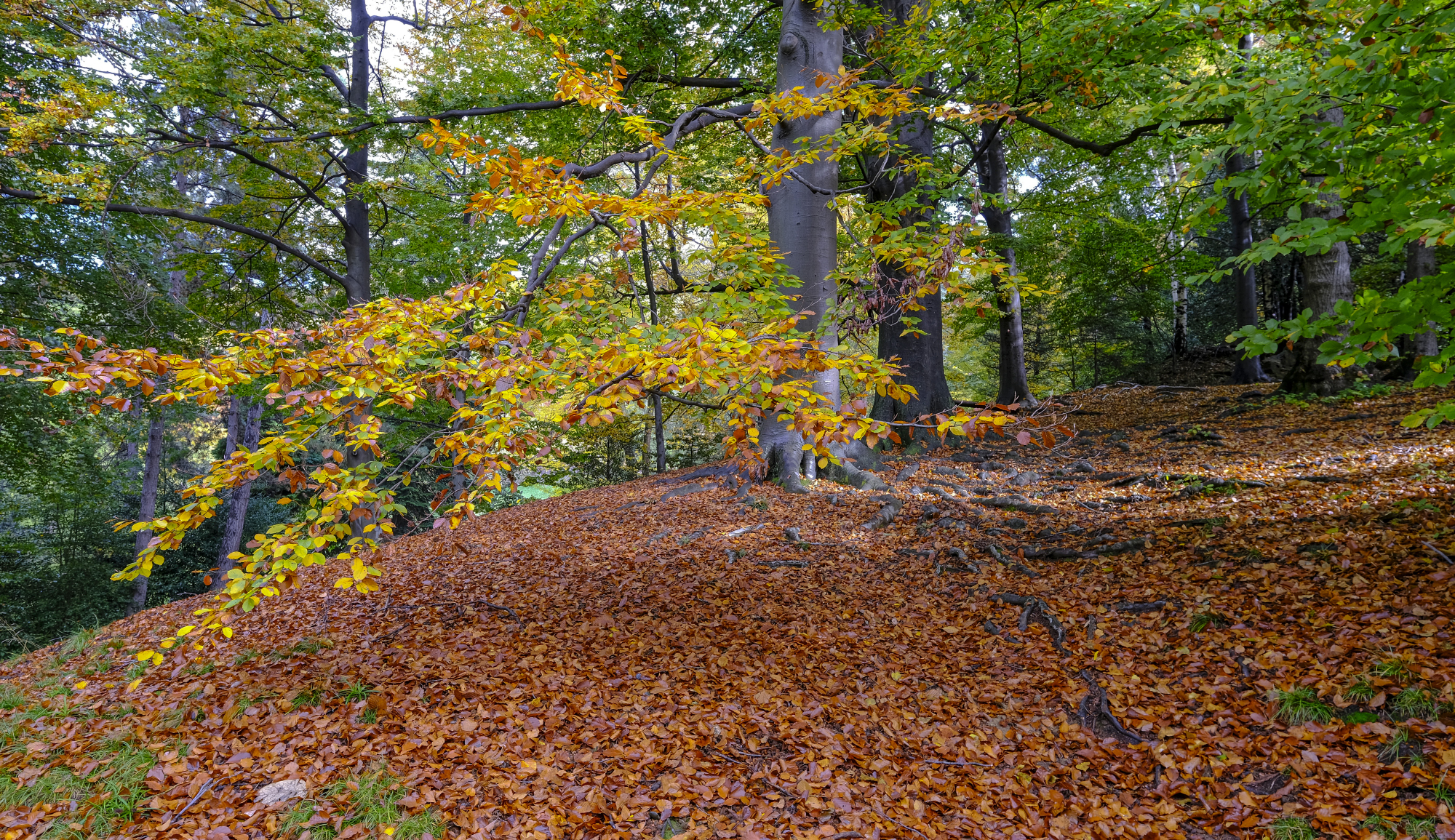 Primi colori autunnali