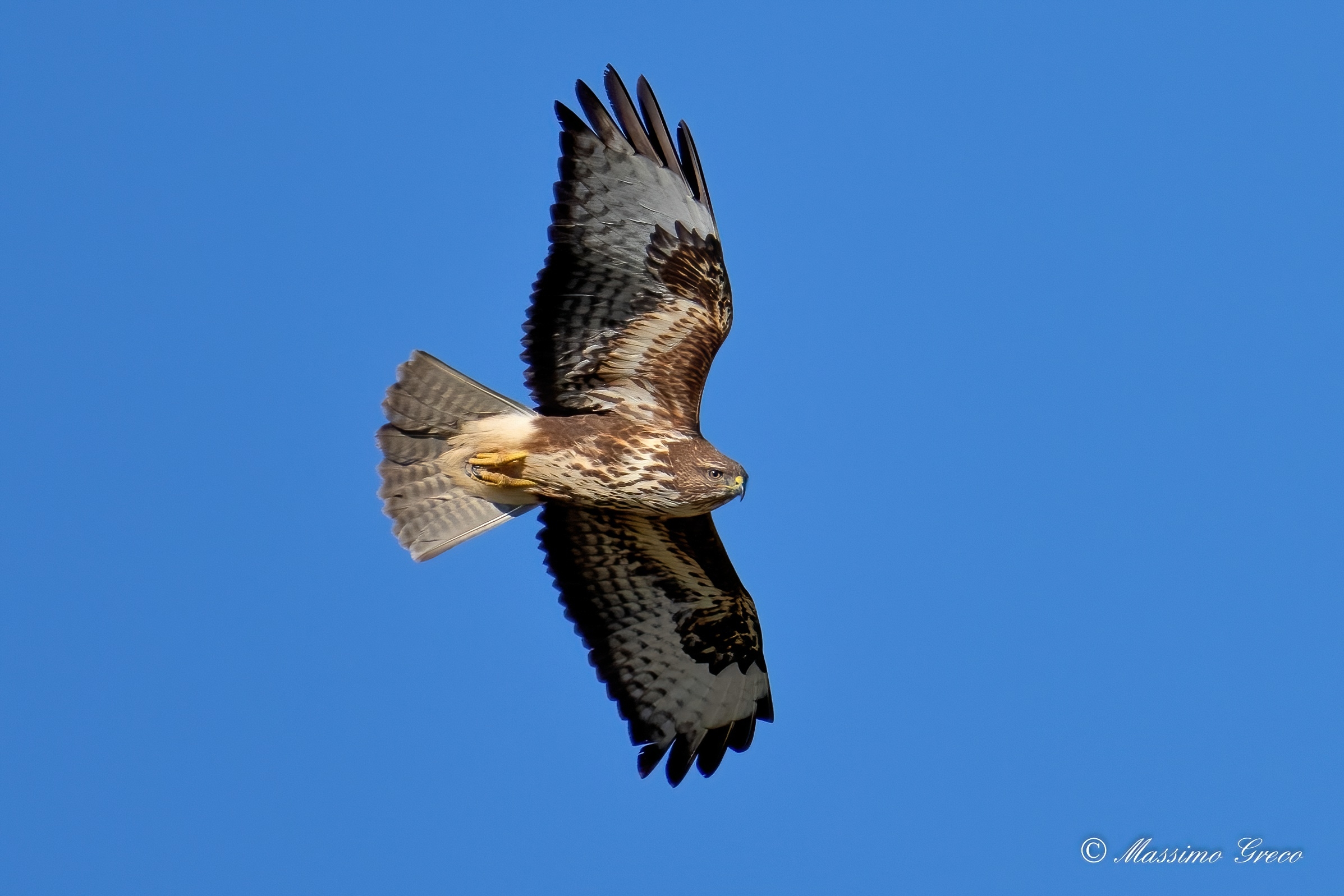 Buzzard (Buteo buteo)