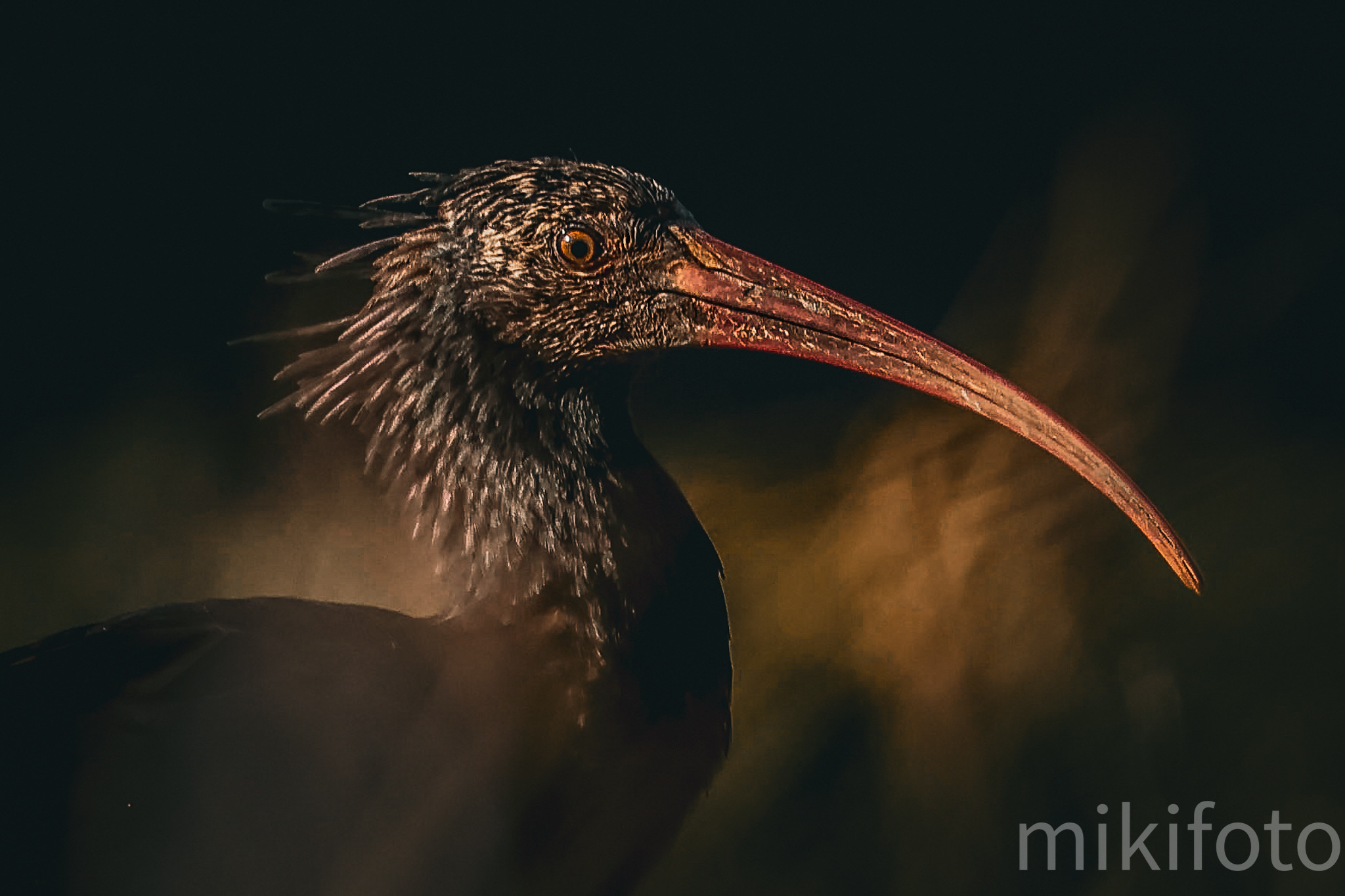 Northern Bald Ibis