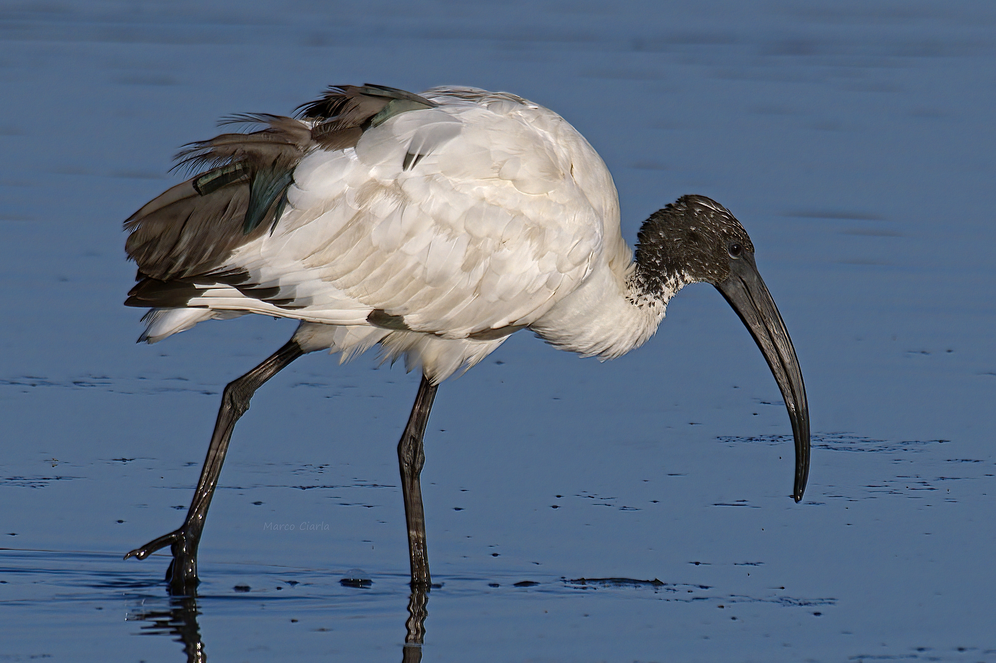Sacred ibis (Threskiornis aethiopicus)