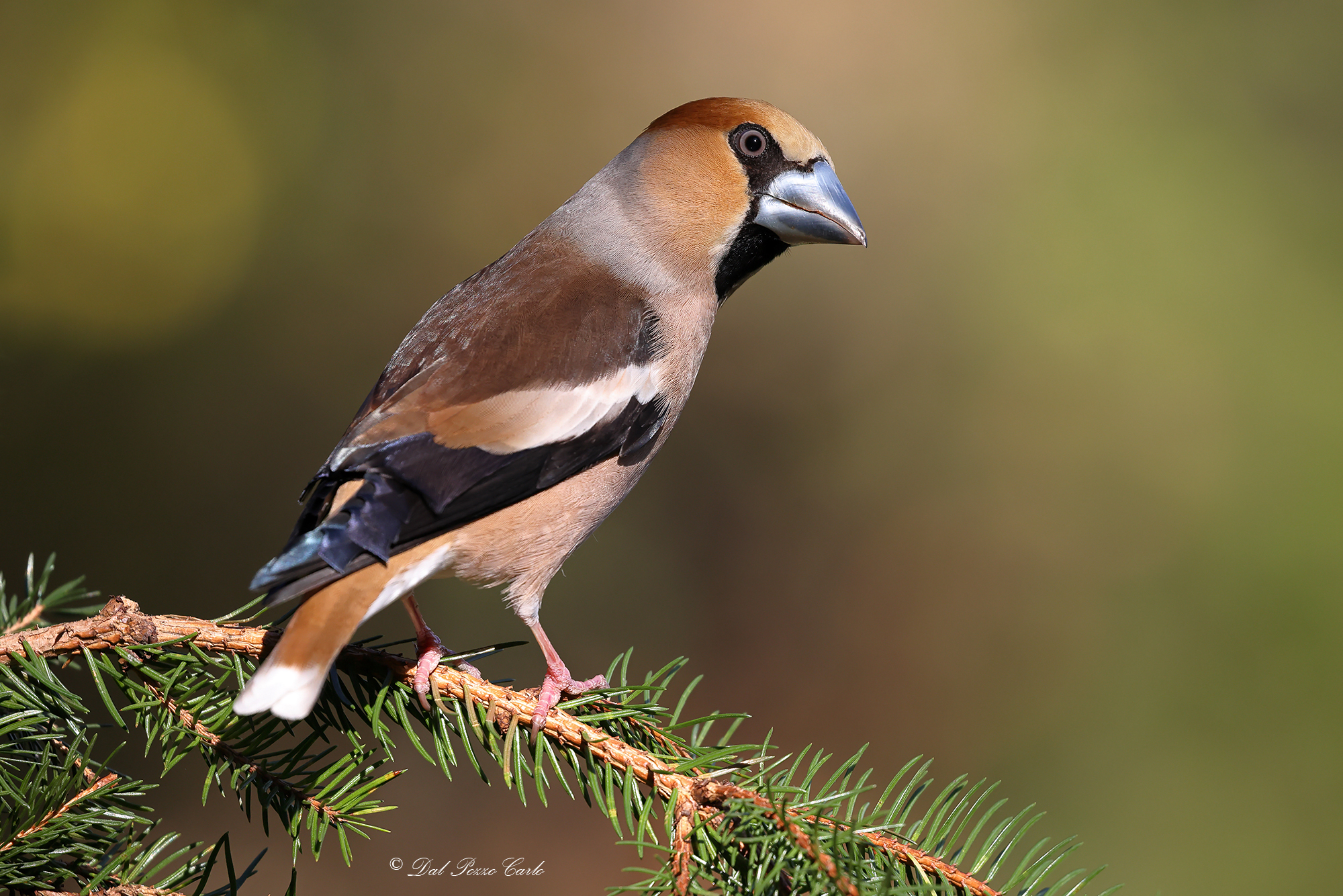 Hawfinch (male)