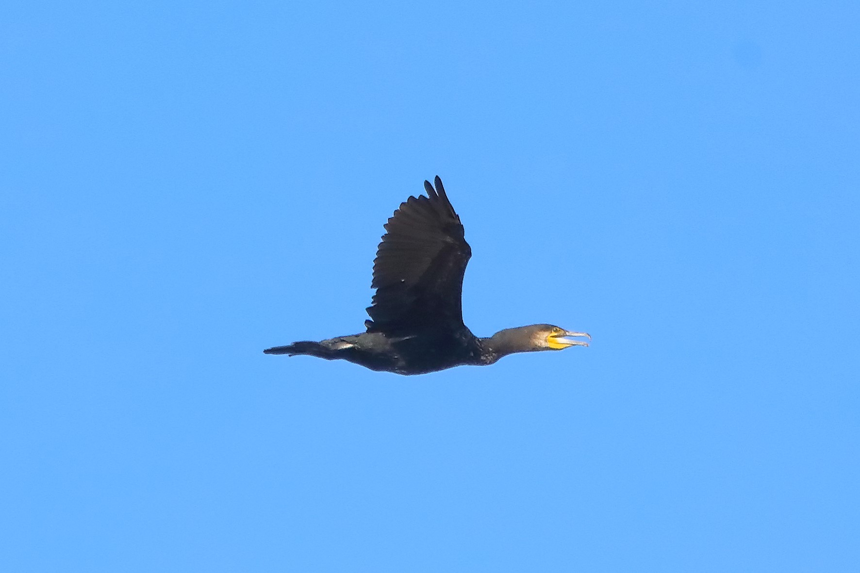 cormorano 08-08-2022