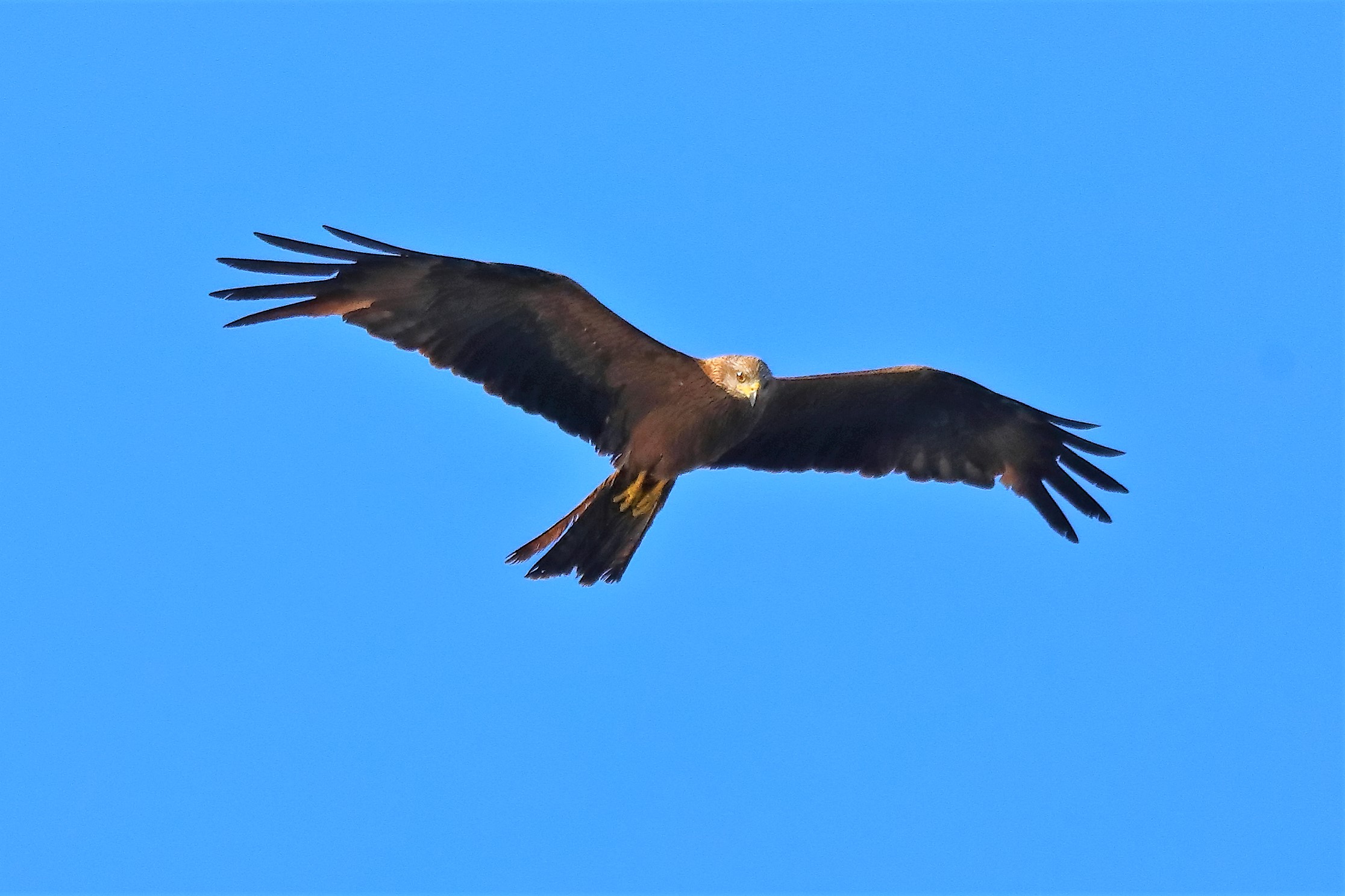 Nibbio bruno 08-08-2022