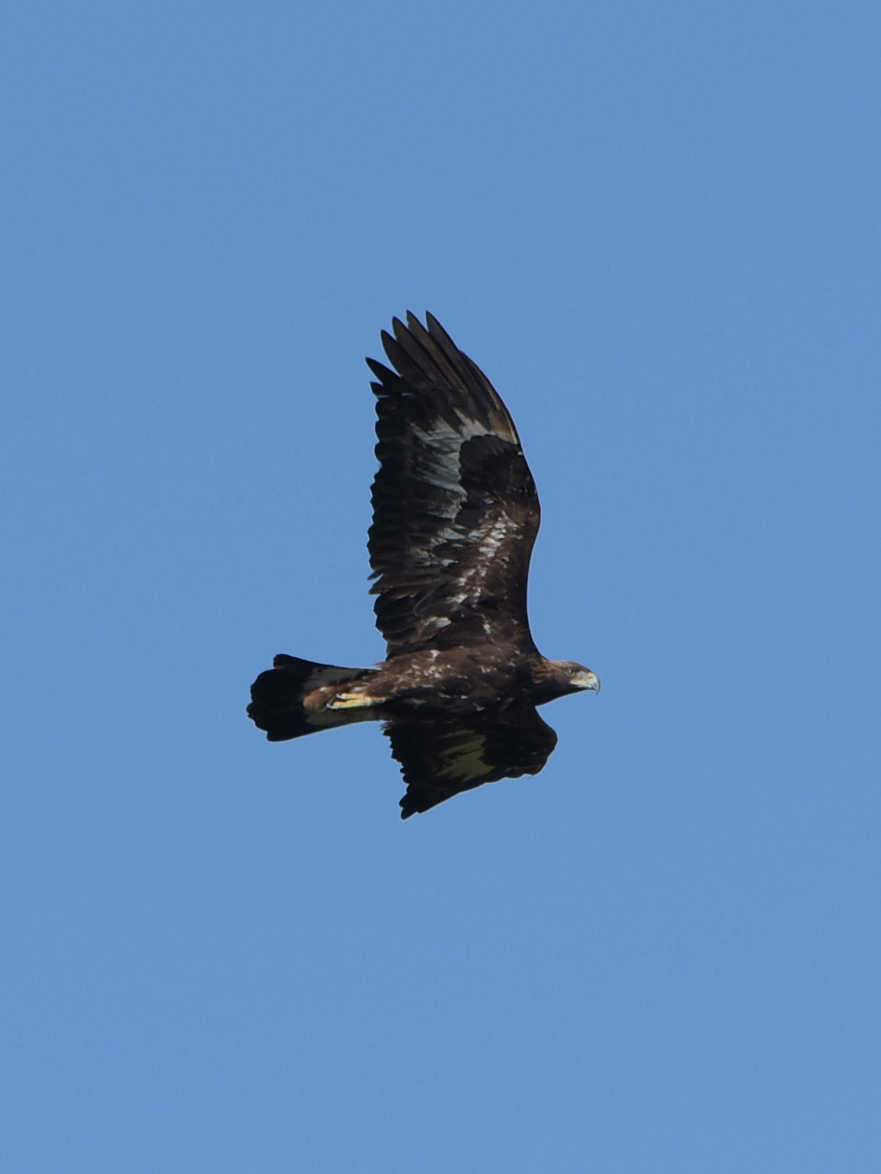 My first Golden Eagle (finally!!!)