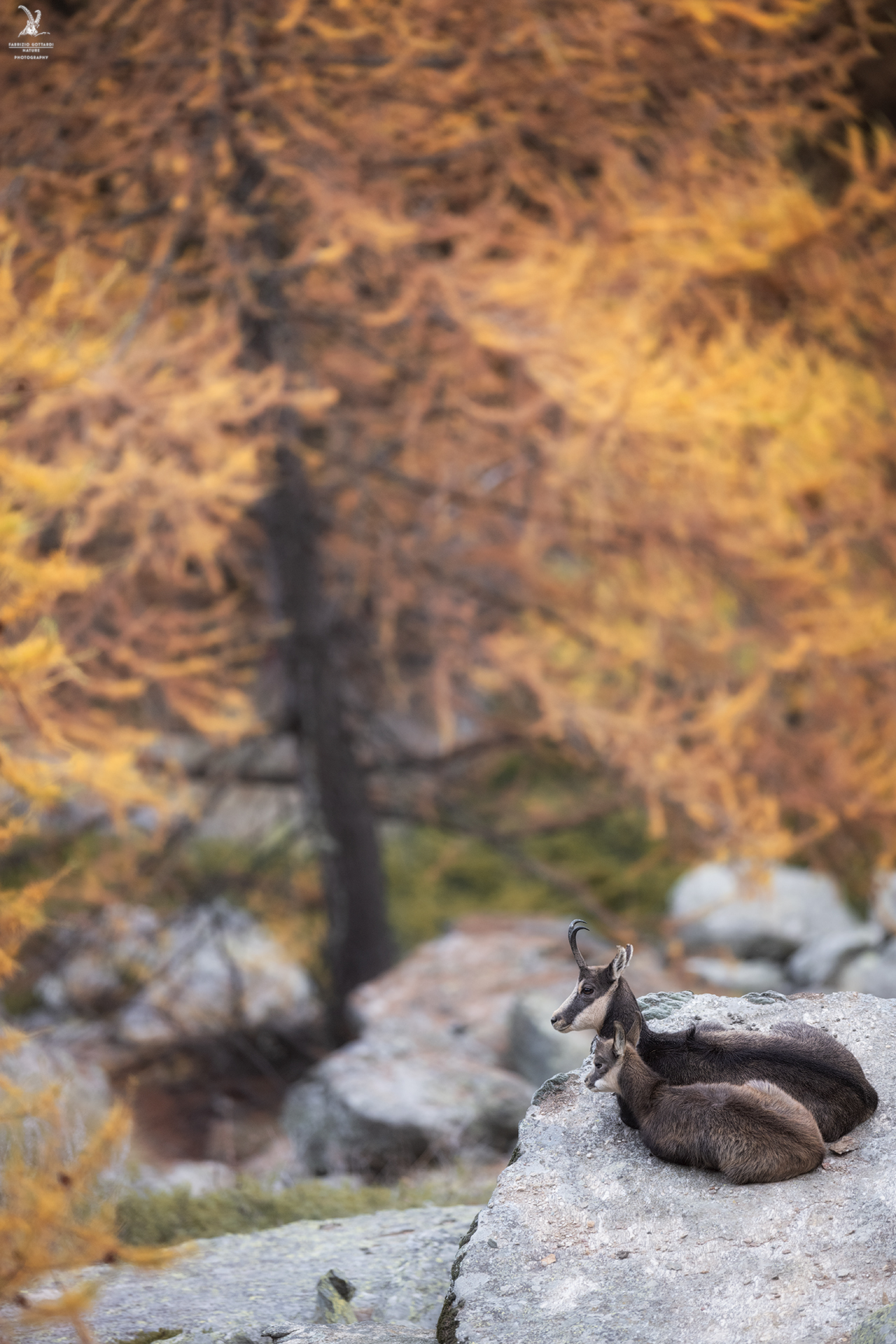 A sweet autumn picture