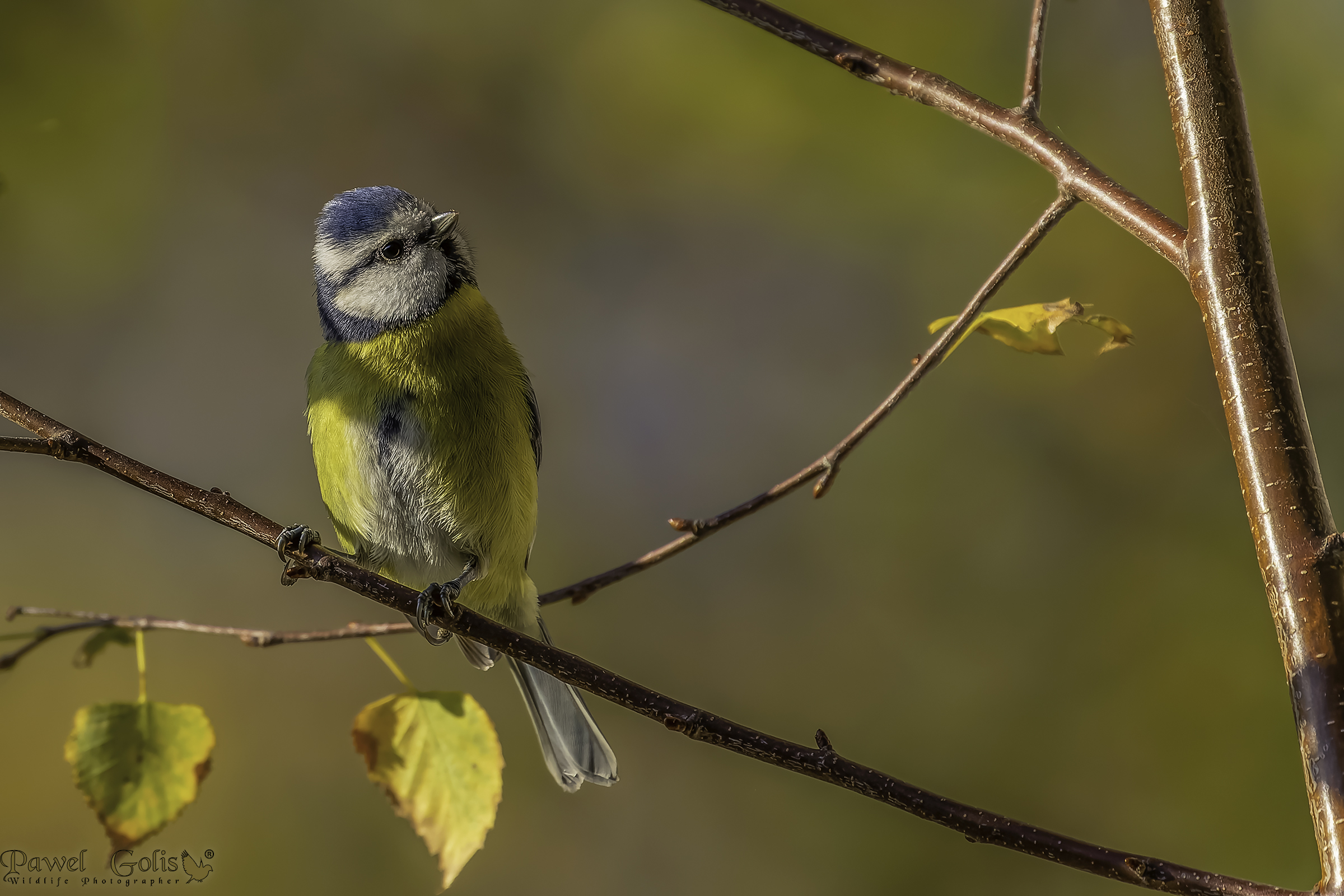 Cincia azzurra eurasiatica (Cyanistes caeruleus)