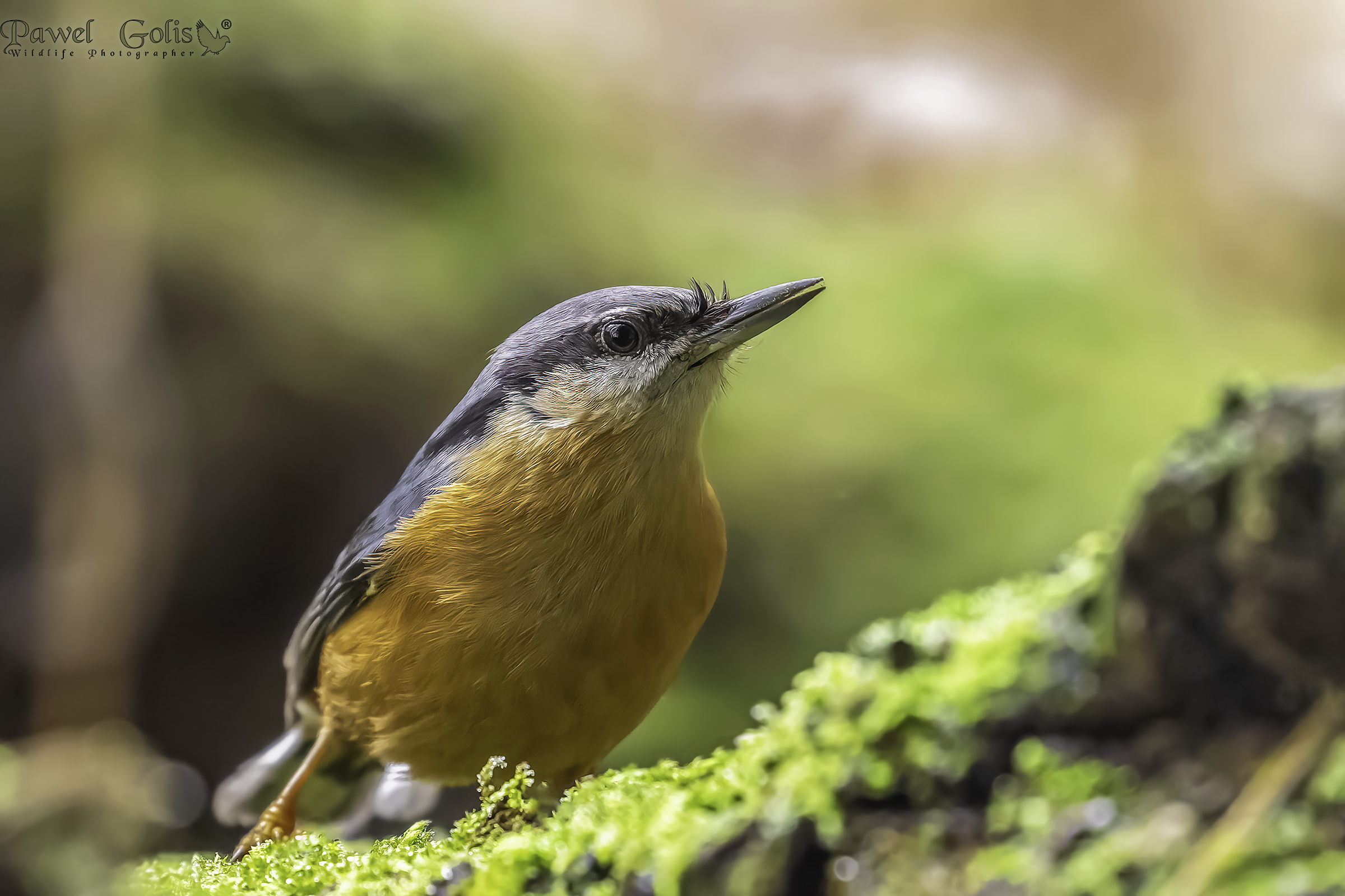 Picchio muratore (Sitta europaea)