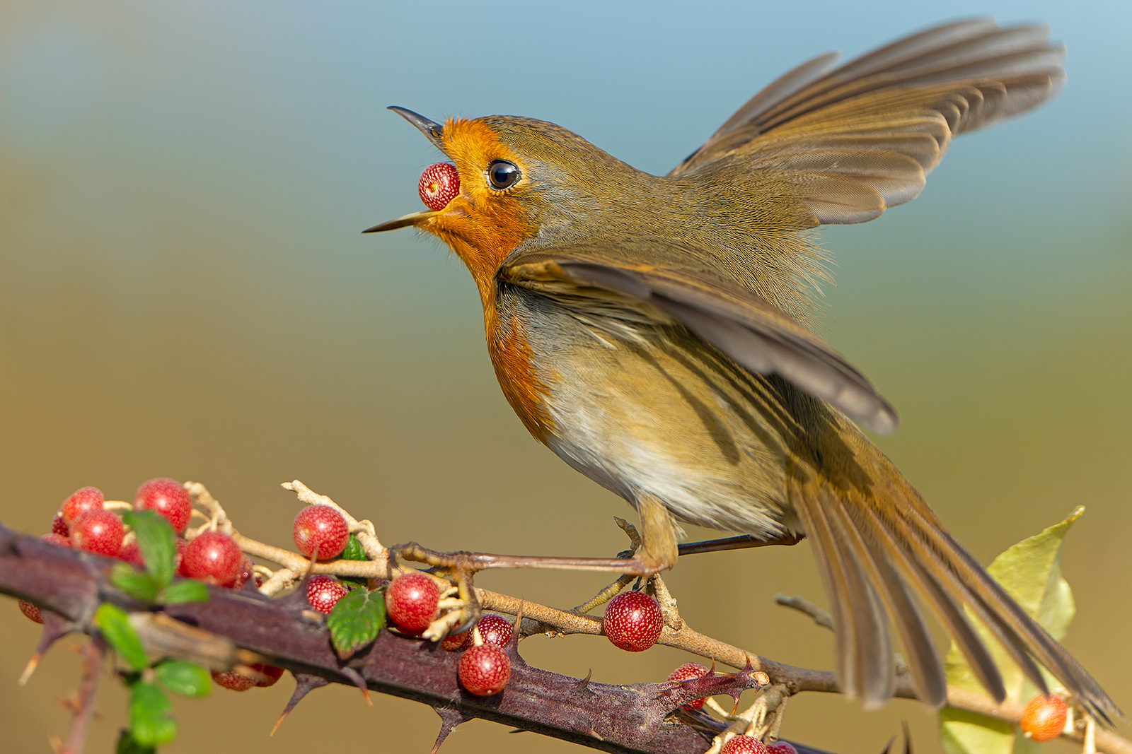 La forza dell'ingordigia