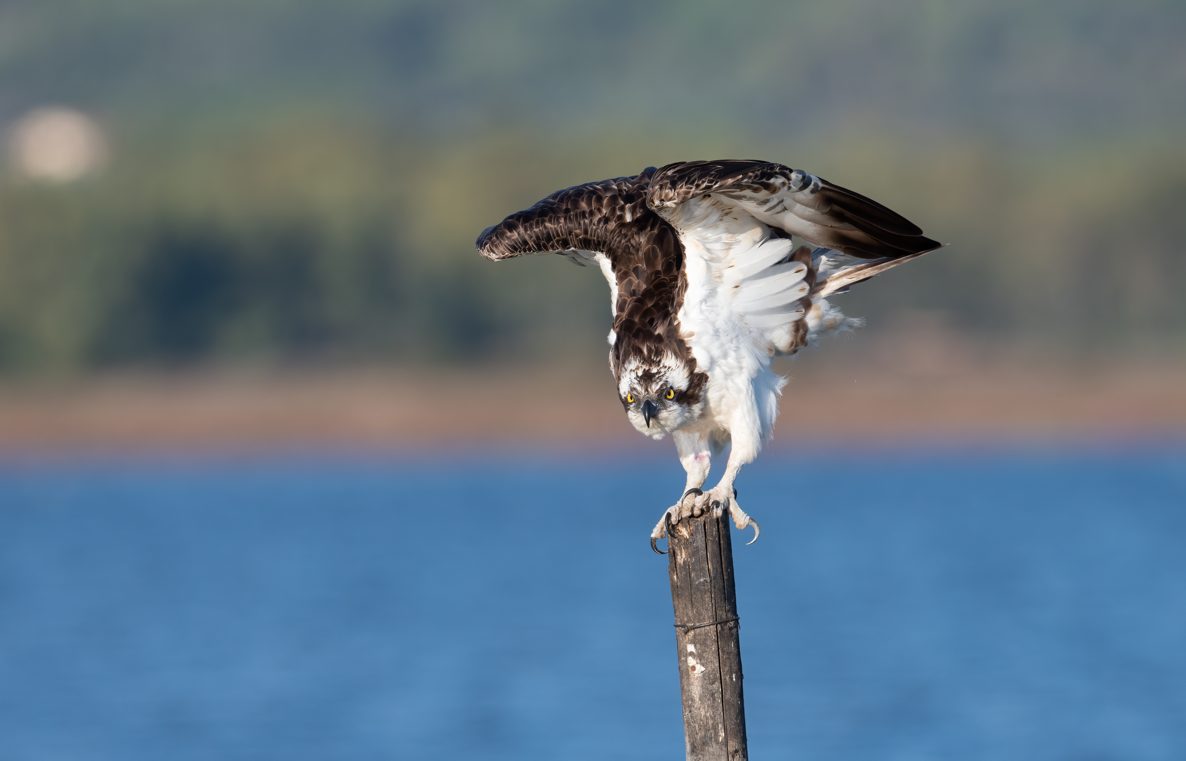 Osprey