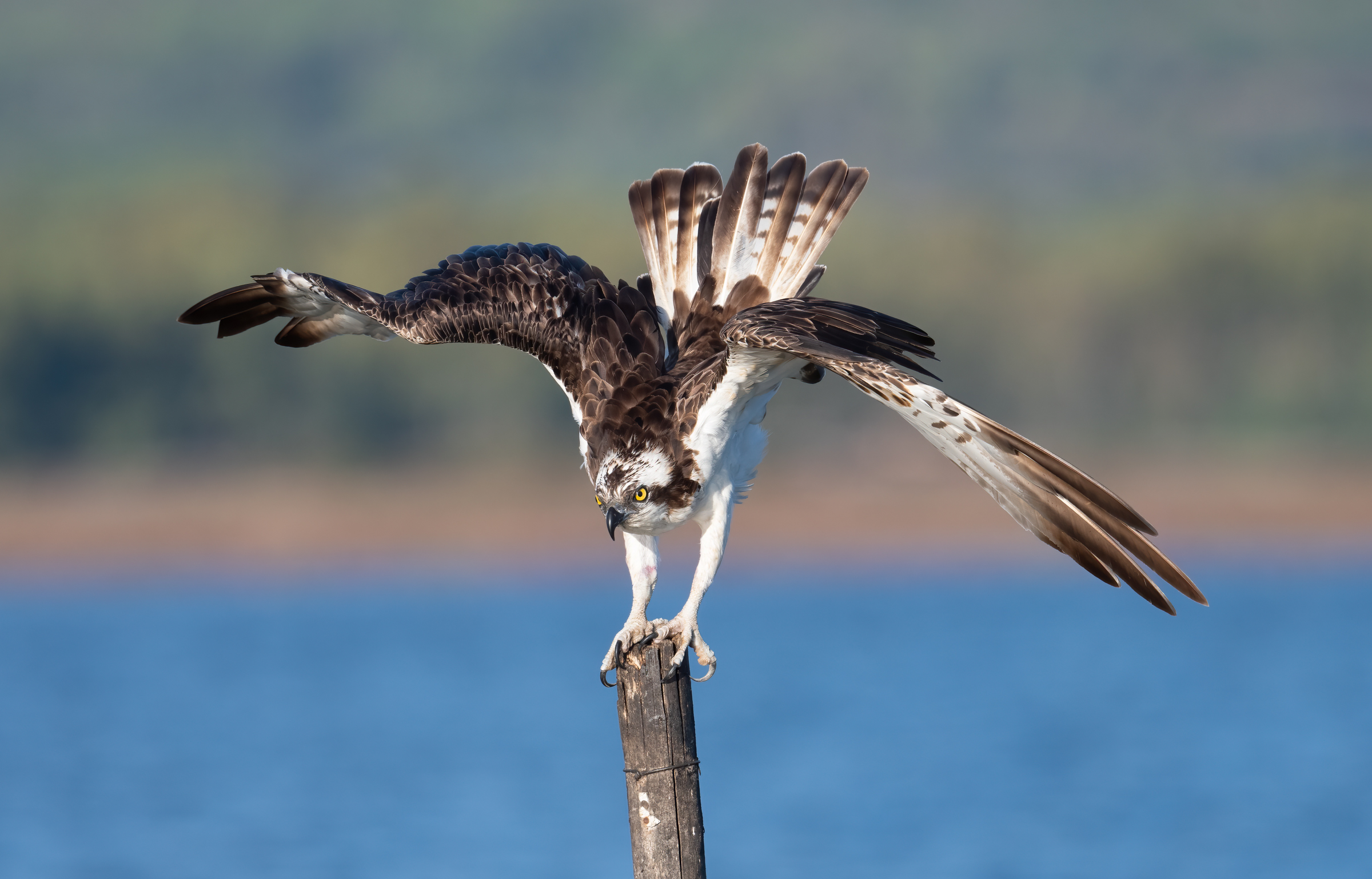 Osprey