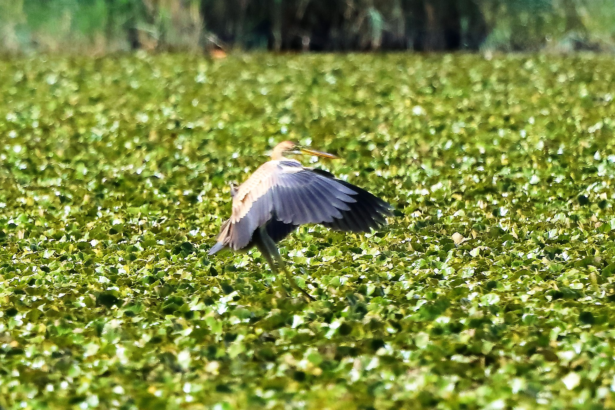 airone rosso 19-08-2022