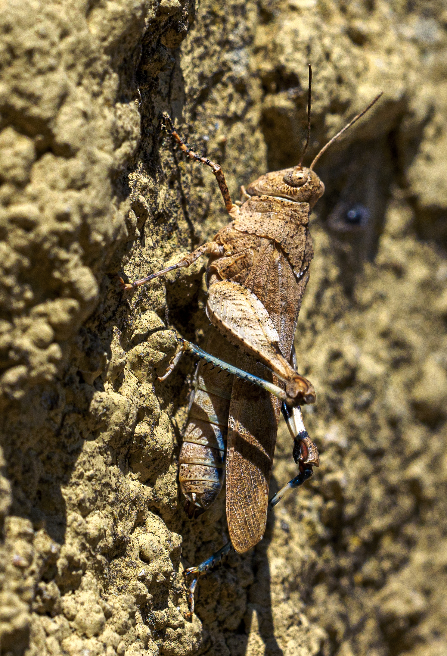 Grasshopper -Oedipoda caerulescens- with legs + blue abdomen