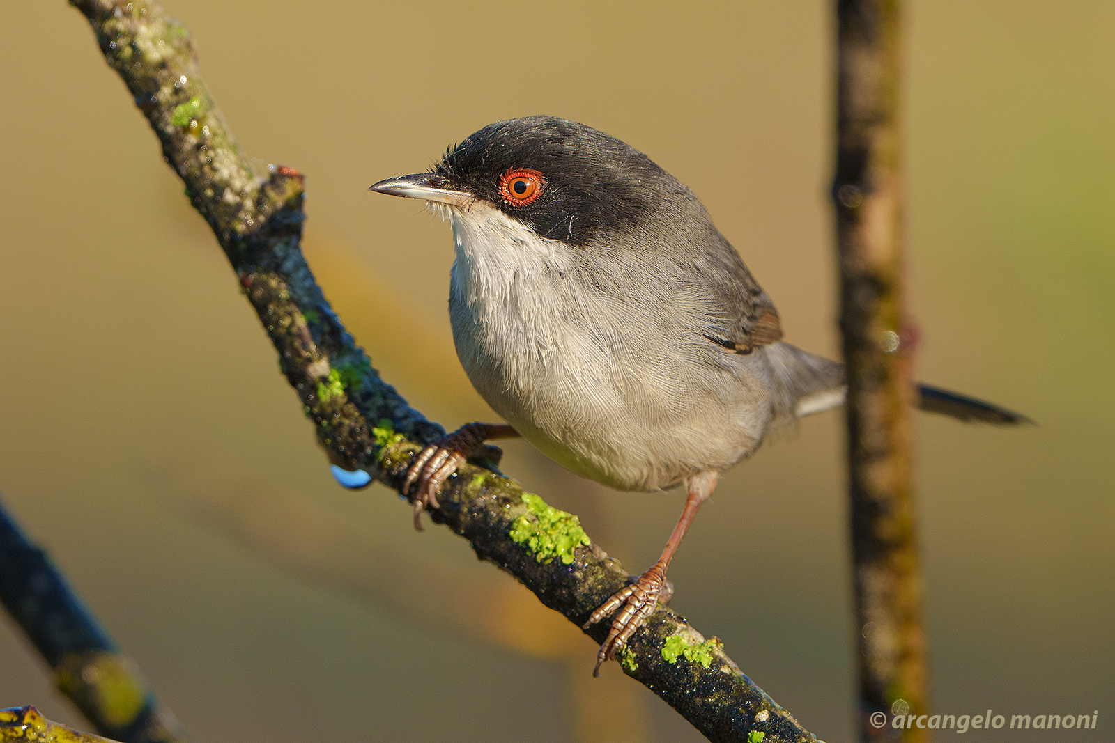 Overlooking the low undergrowth