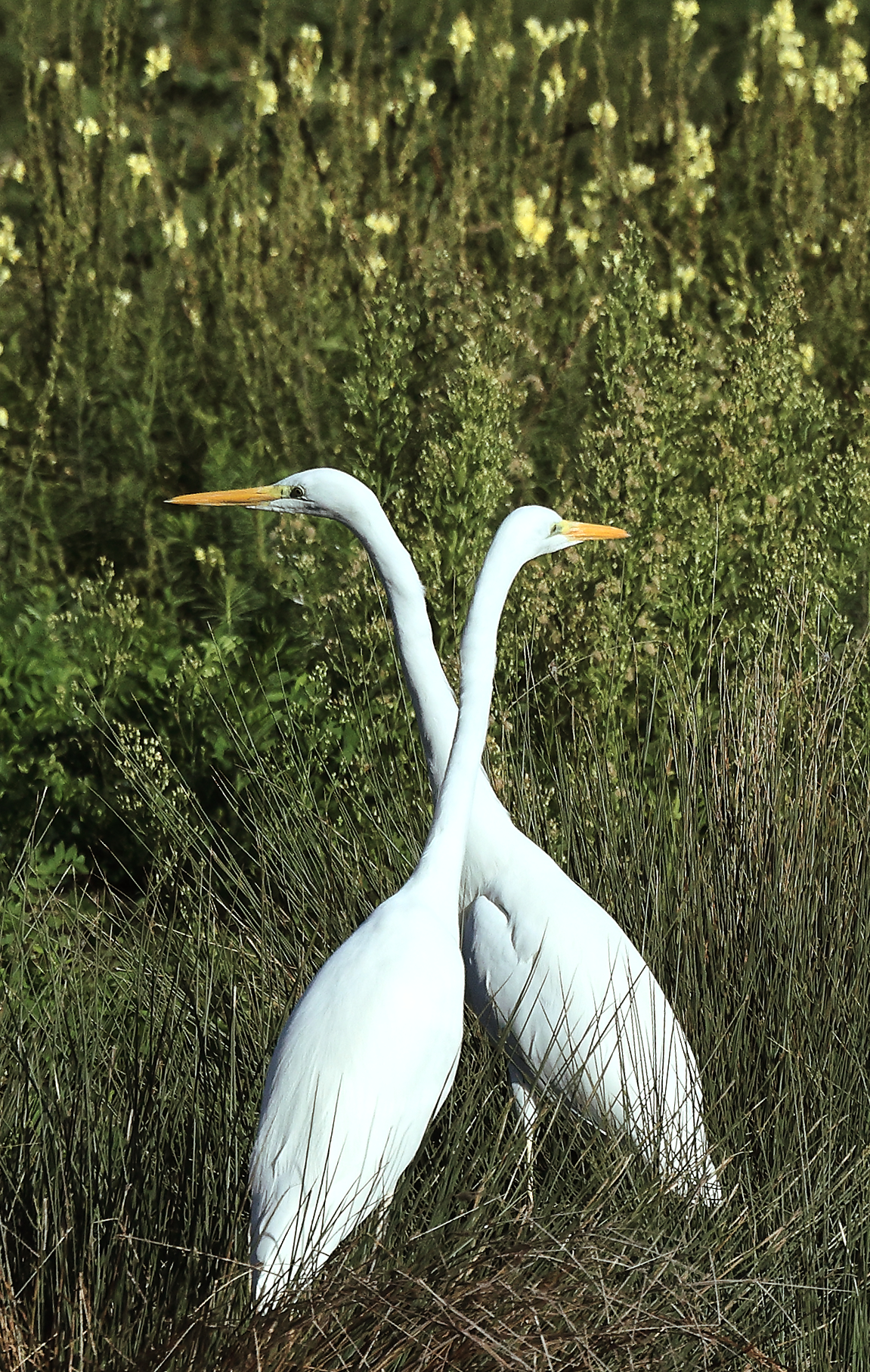 White herons before fighting.