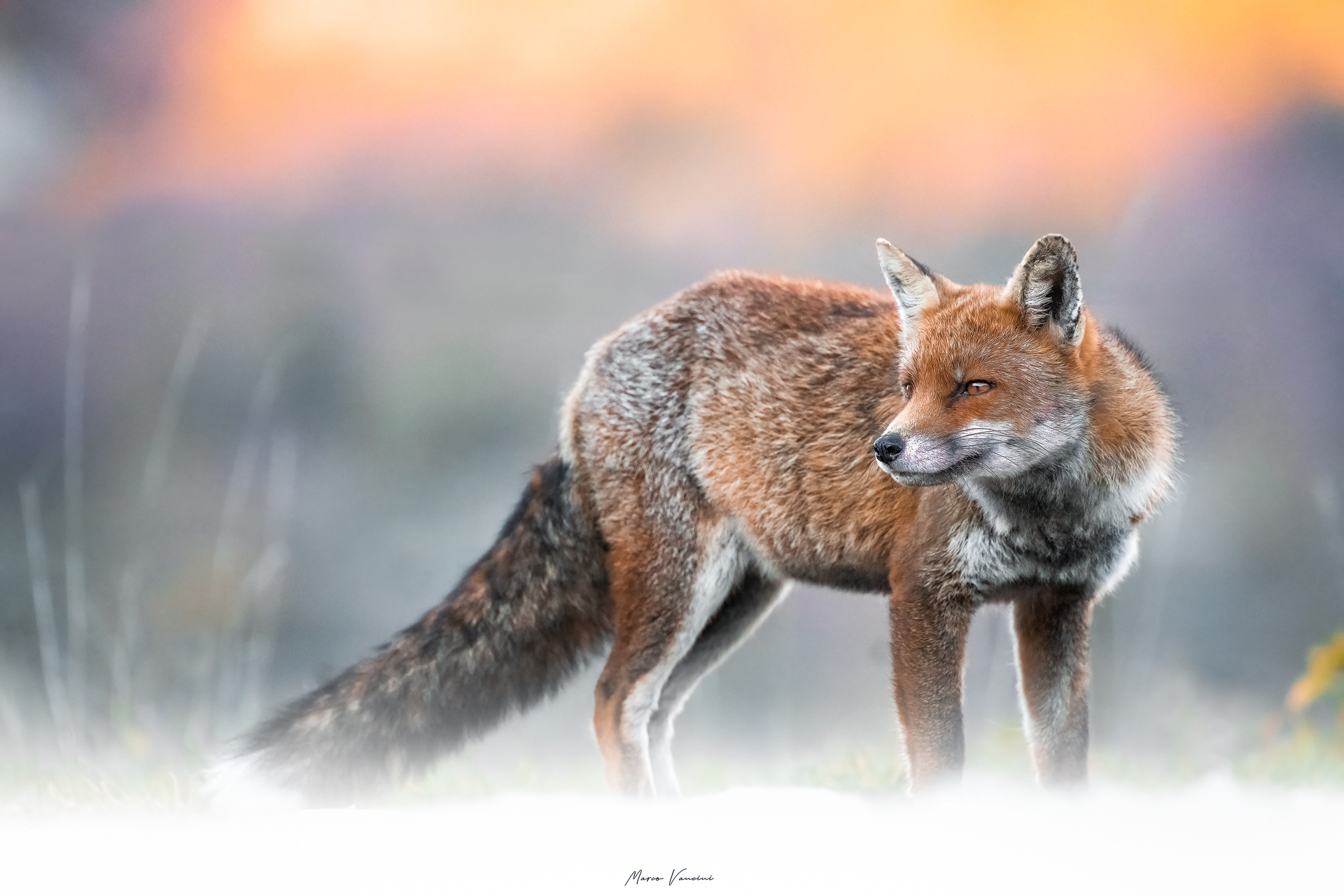 Fox