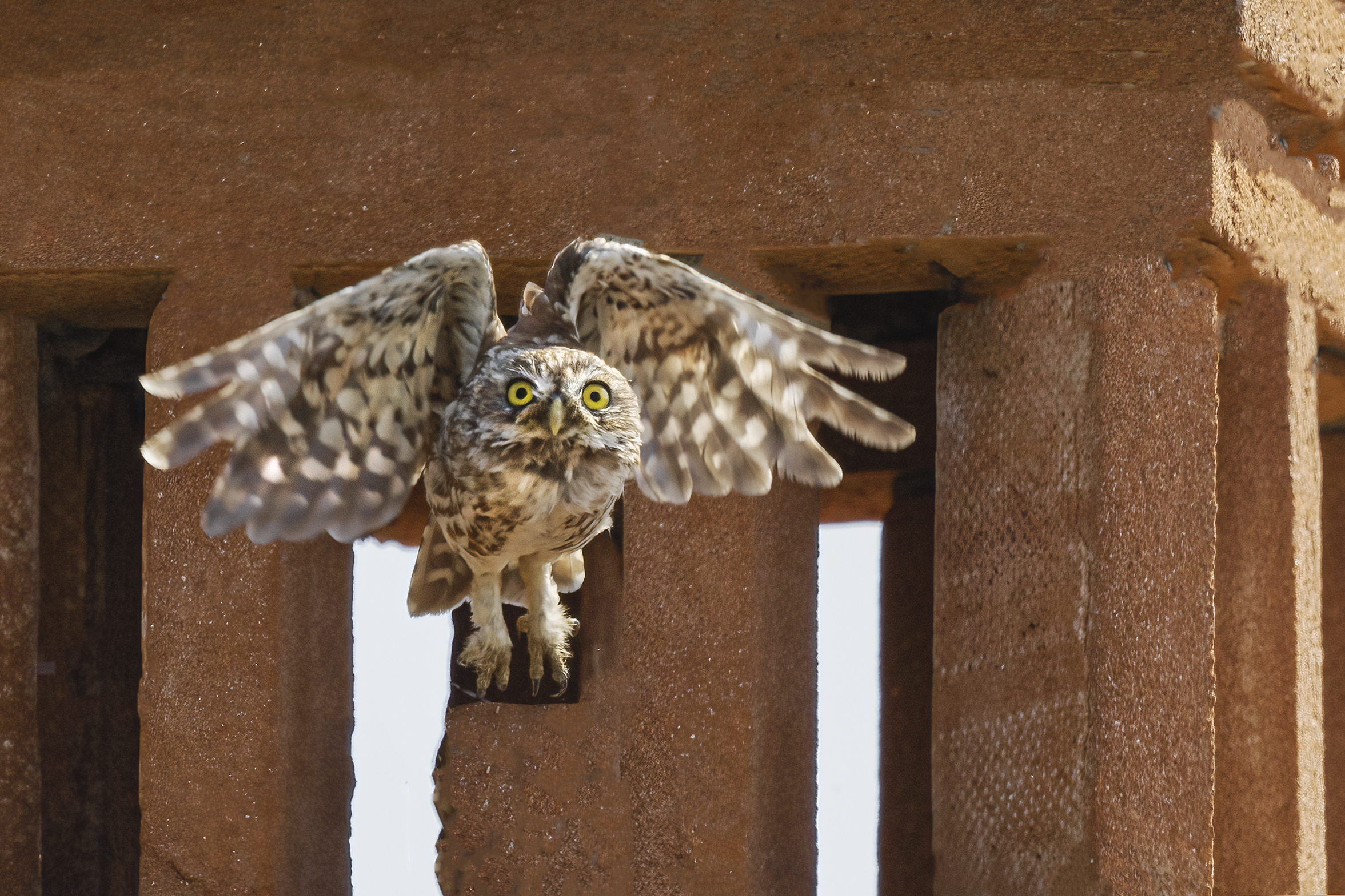 Civetta a "kilometro zero"
