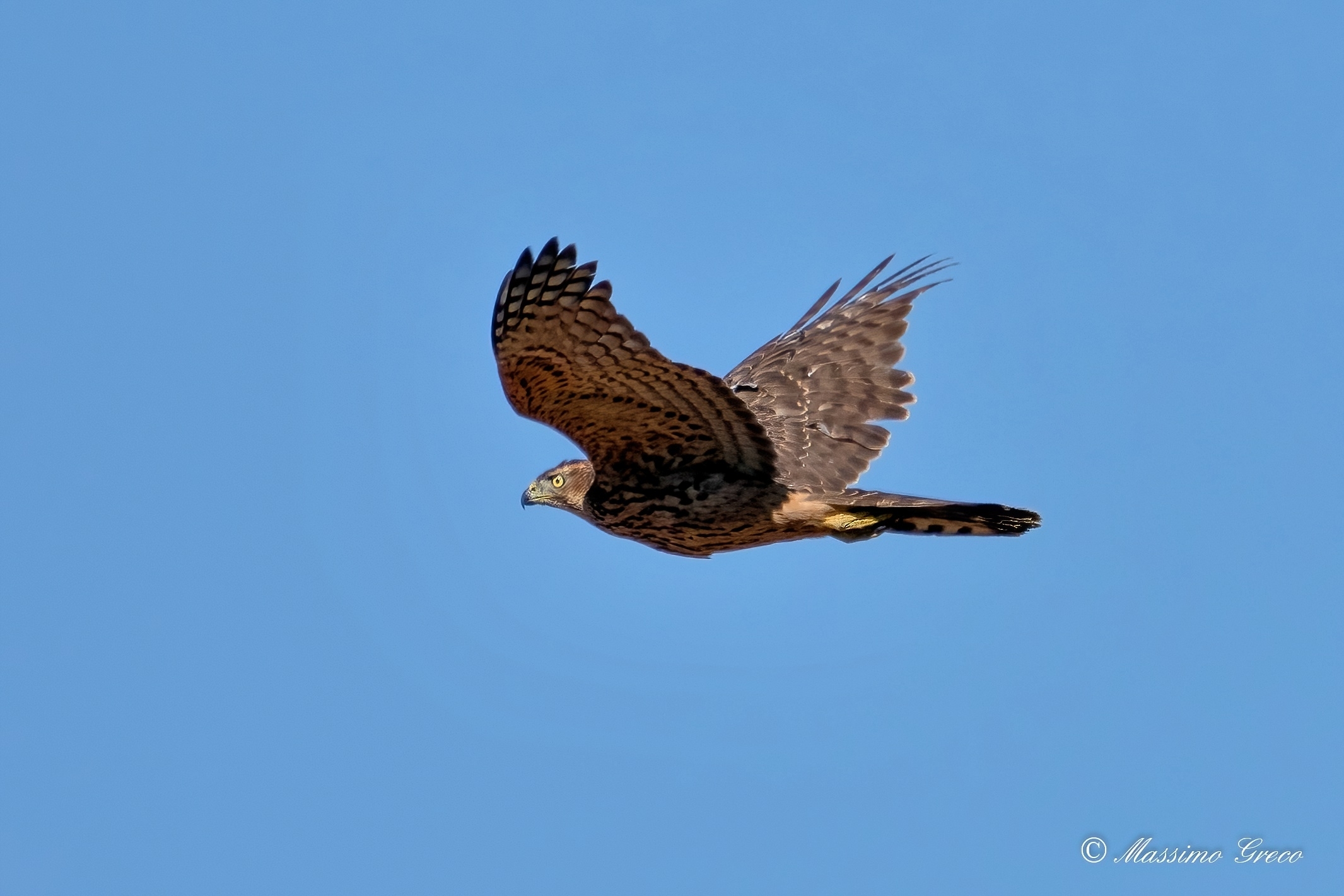 Goshawk (Accipiter gentilis)