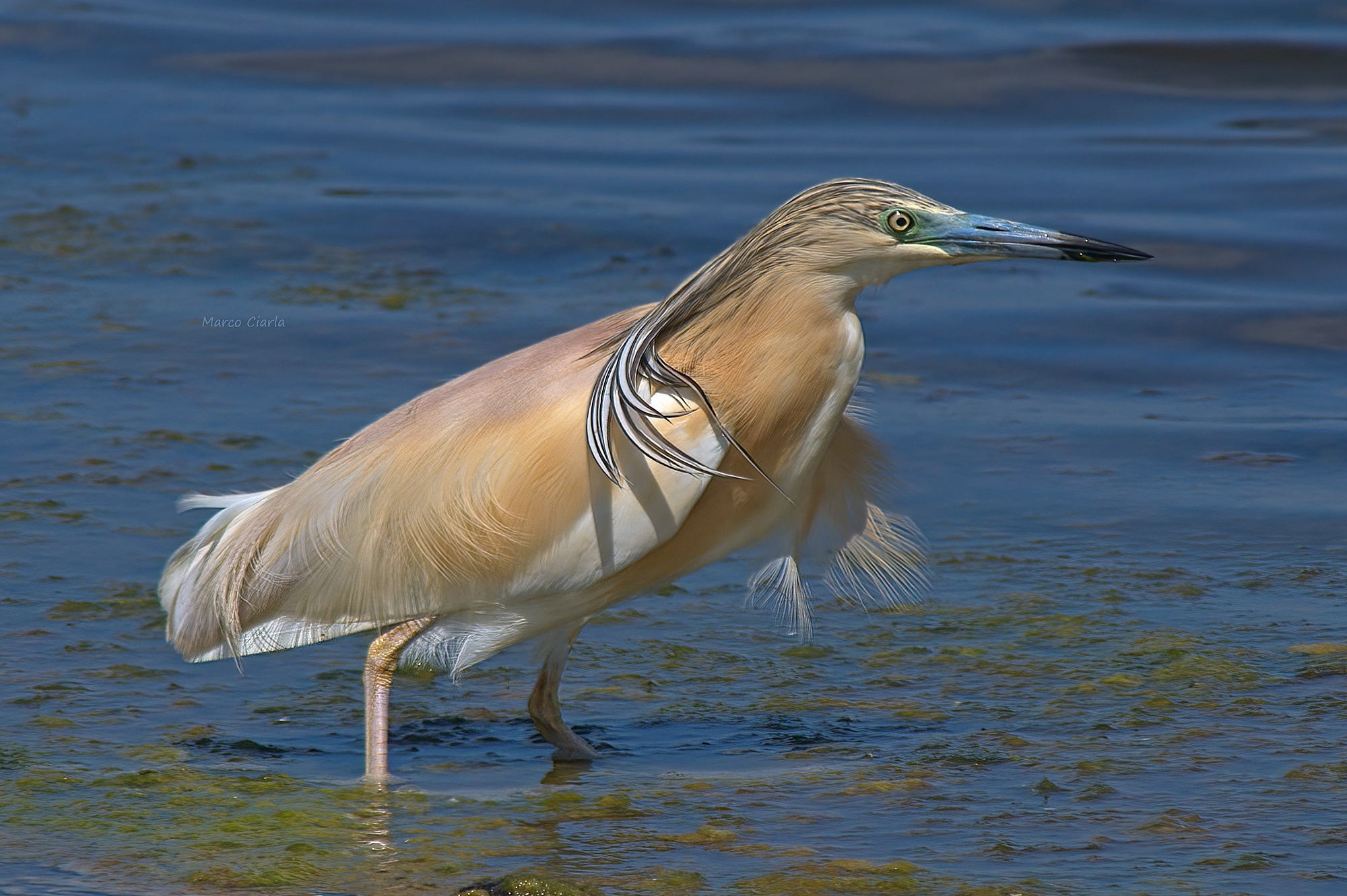 Sgarza ciuffetto (Ardeola ralloides)