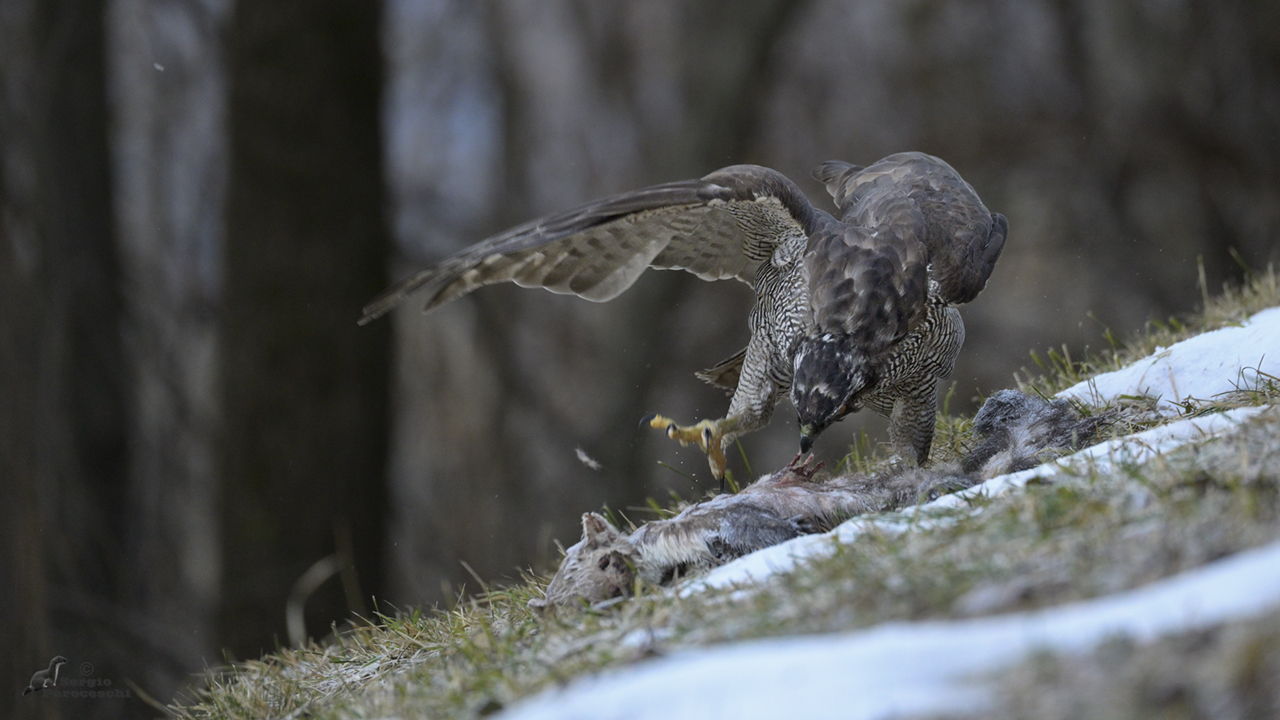 The goshawk lunch