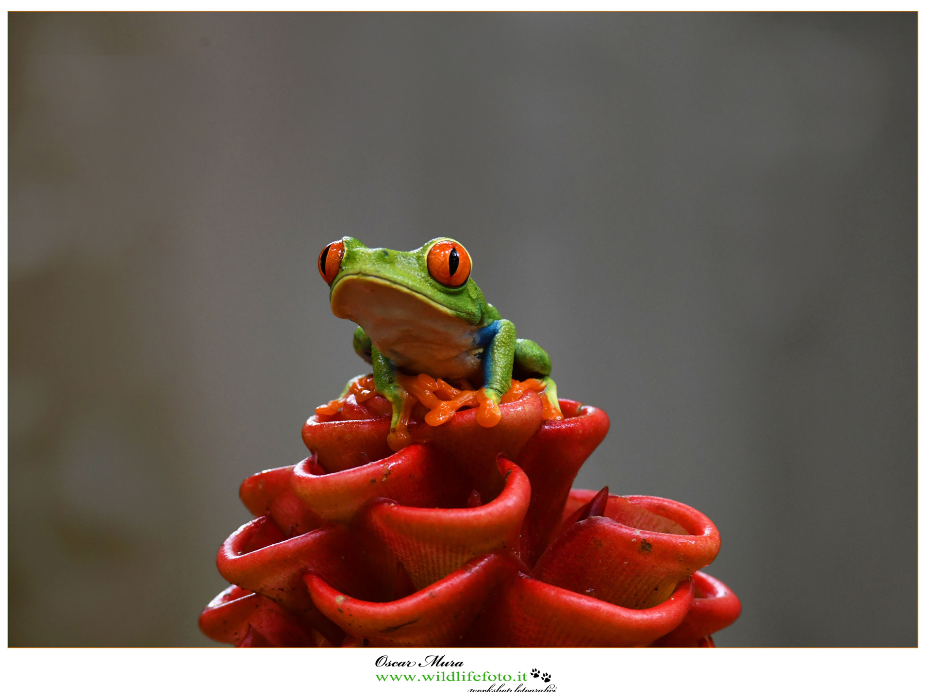 Red-eyed Leaf Frog www.wildlifefoto.it workshop