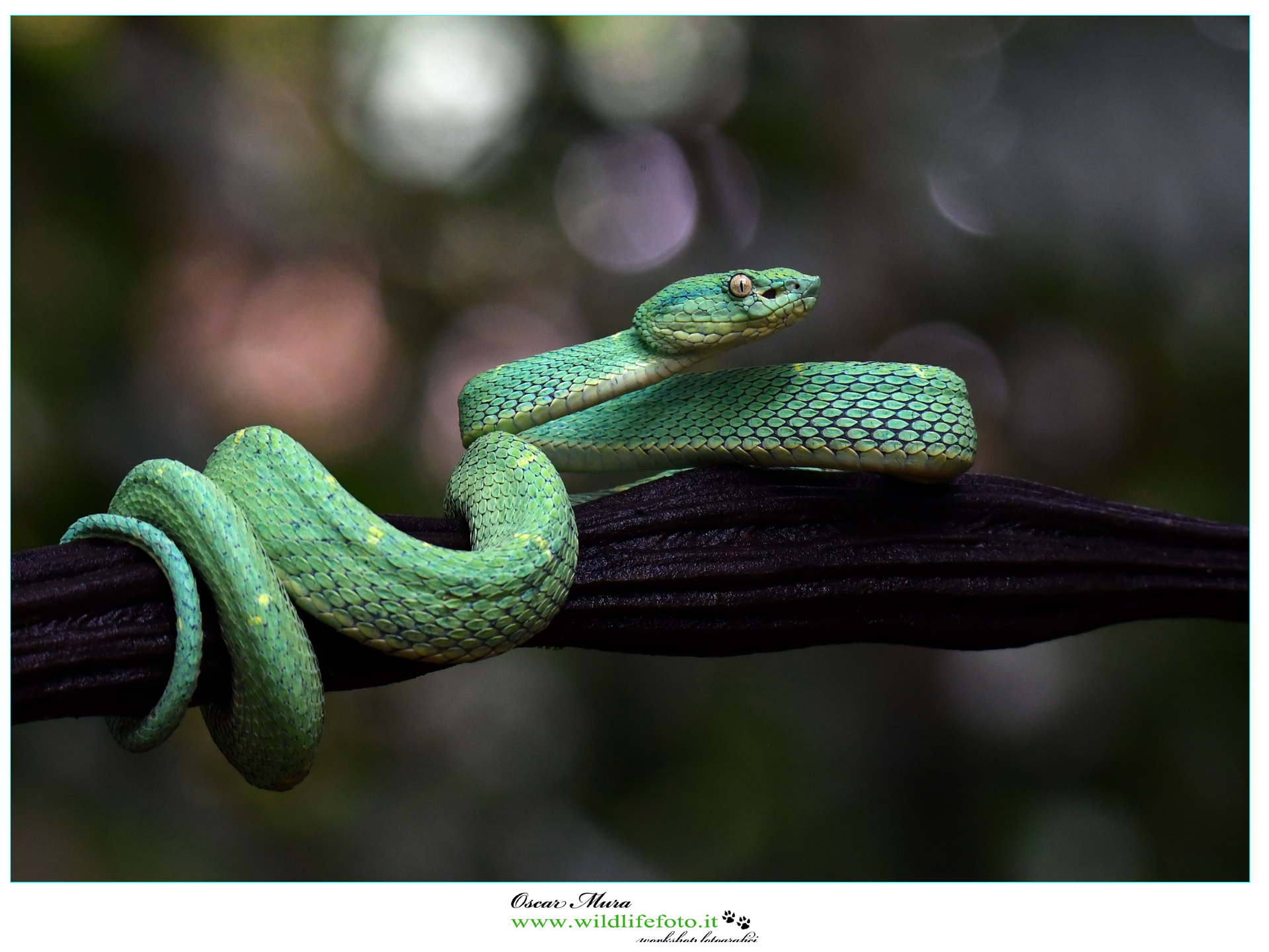 Bothriechis lateralis Costa Rica www.wildlifefoto.it
