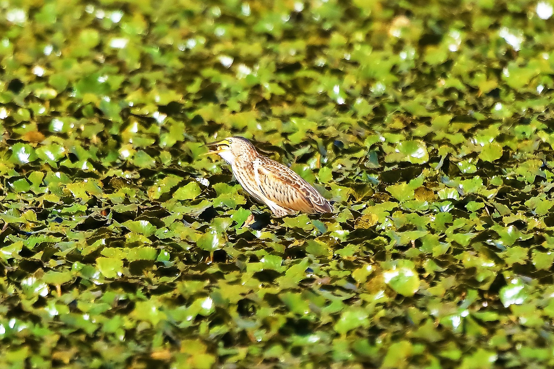 Tarabusino 24-08-2022