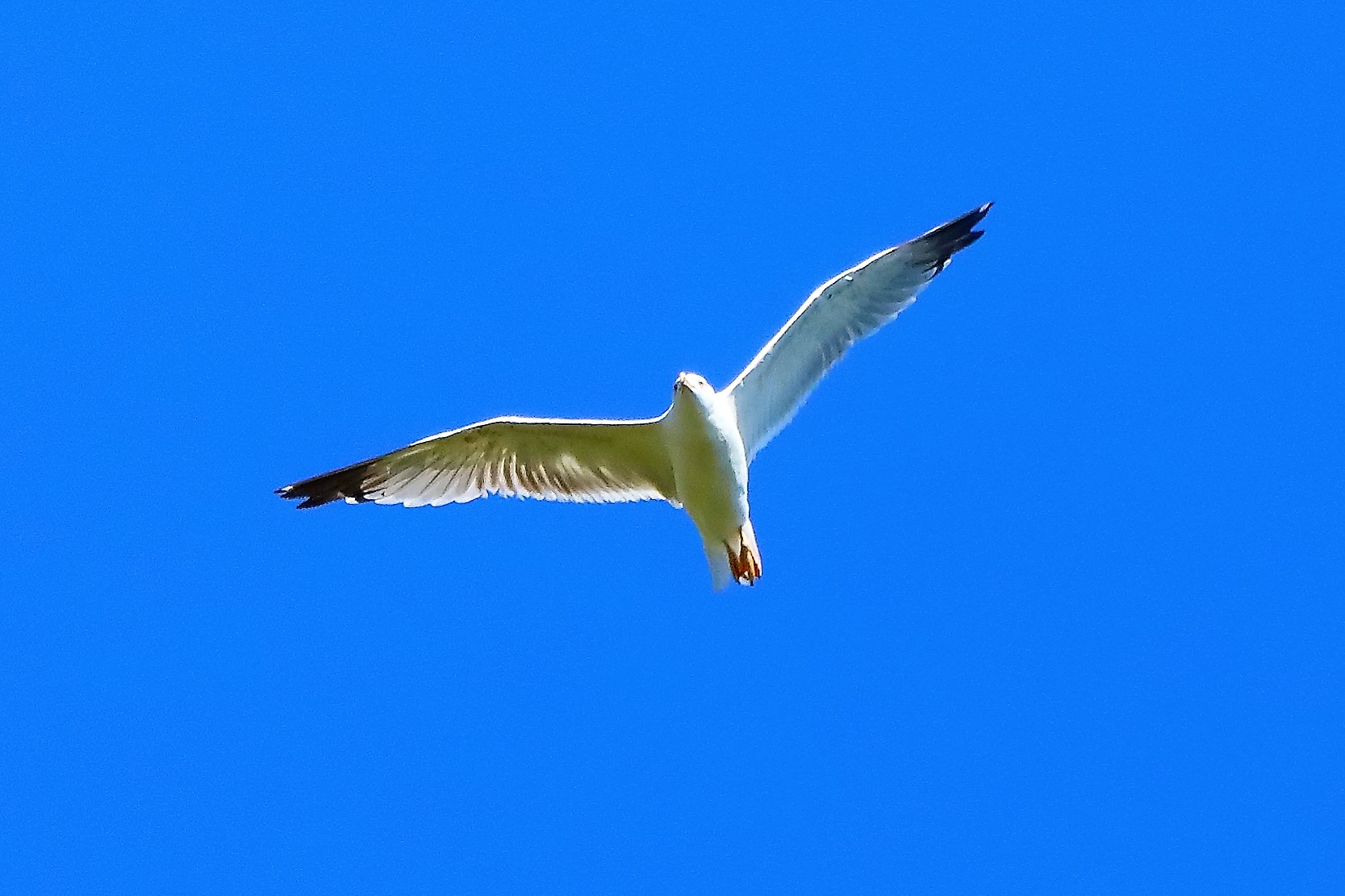 gabbiano terrestre 24-08-2022