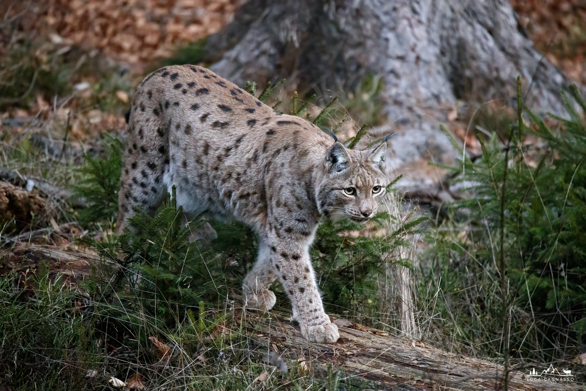 Lince in uscita dal bosco