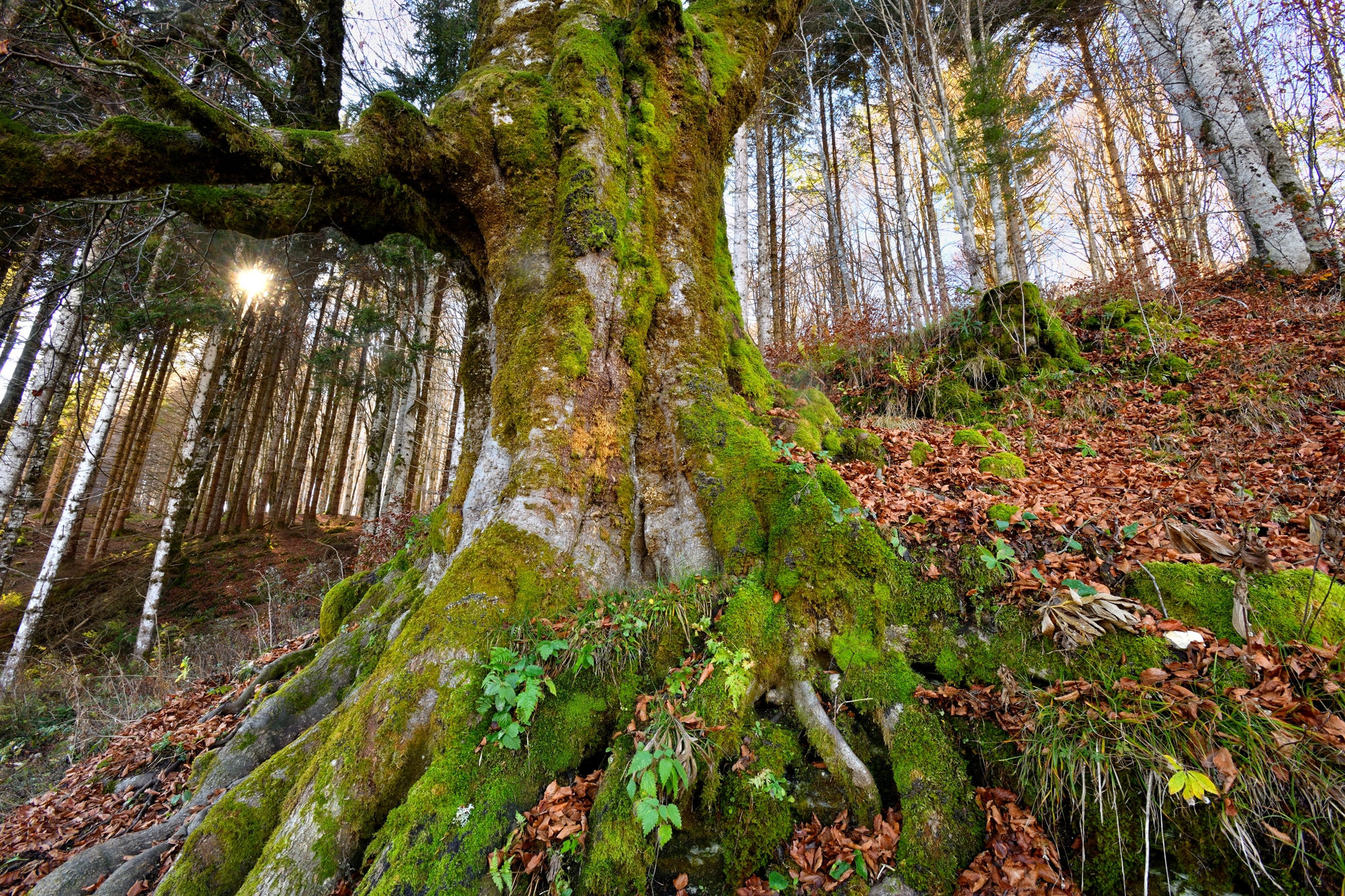 il patriarca della foresta