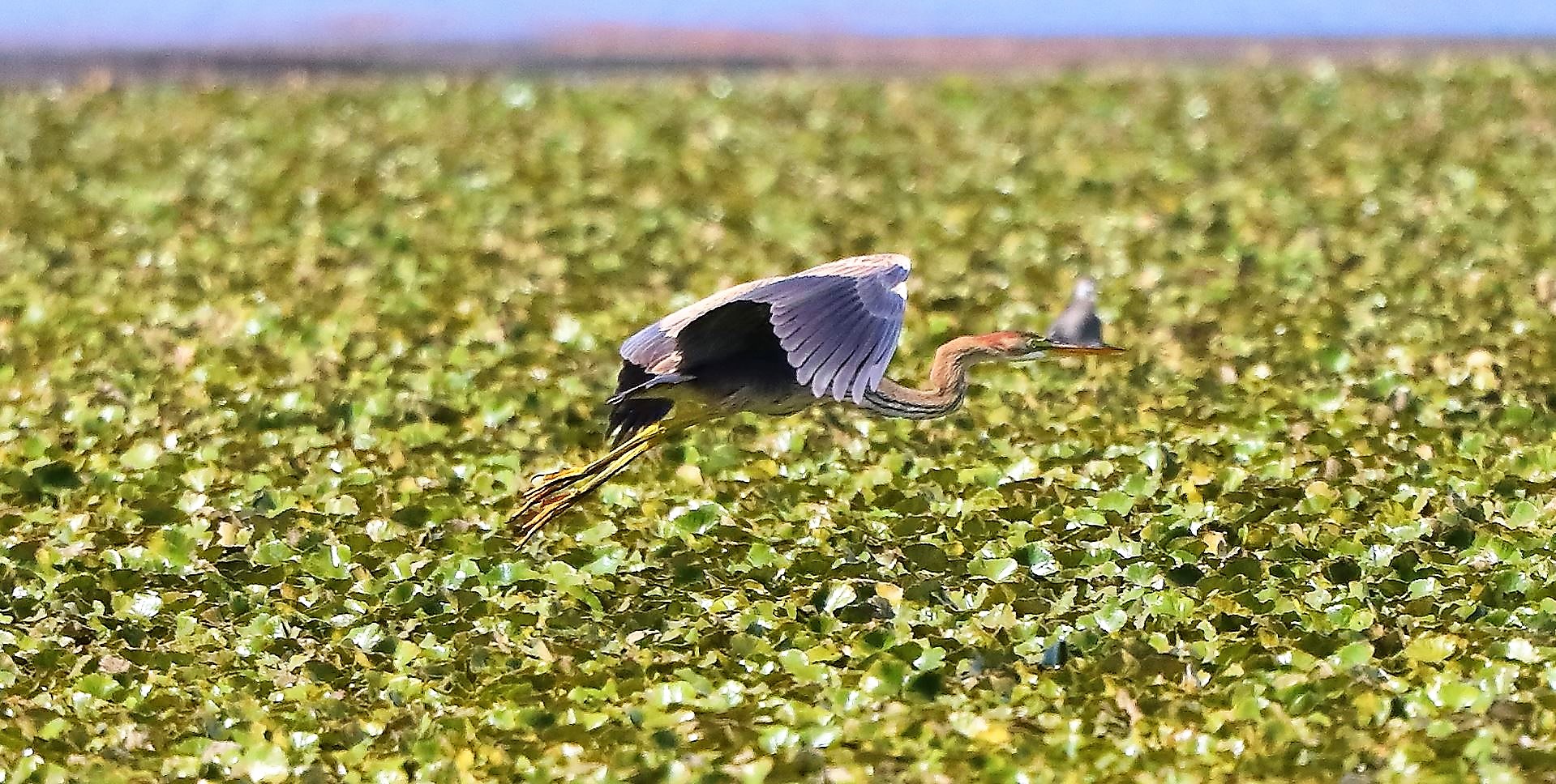 airone rosso 27-08-2022