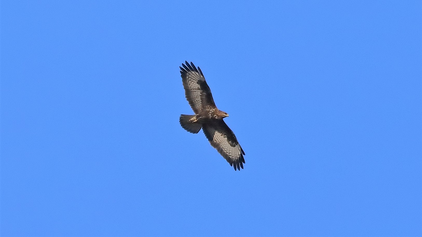 Poiana 29 gen 2022 --056--