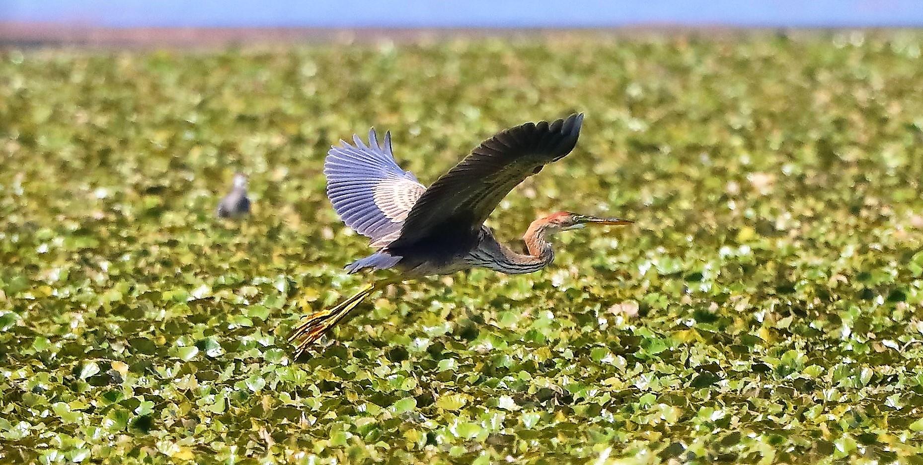 airone rosso 27-08-2022