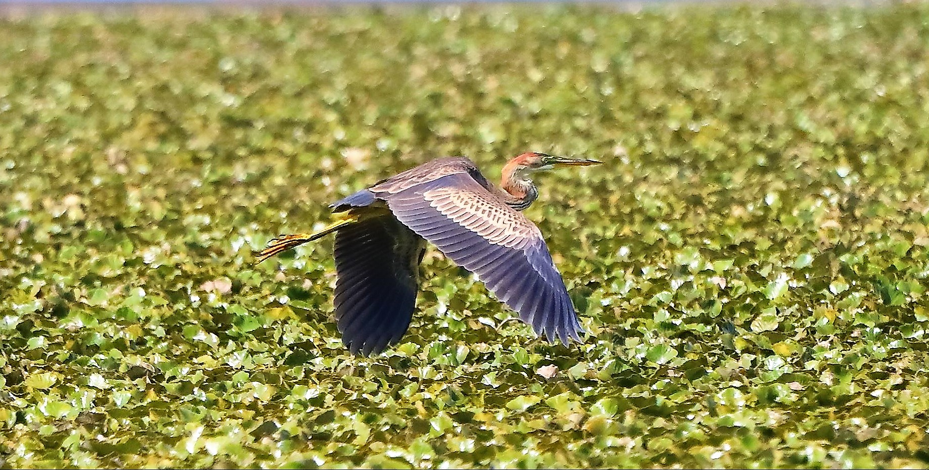 airone rosso 27-08-2022