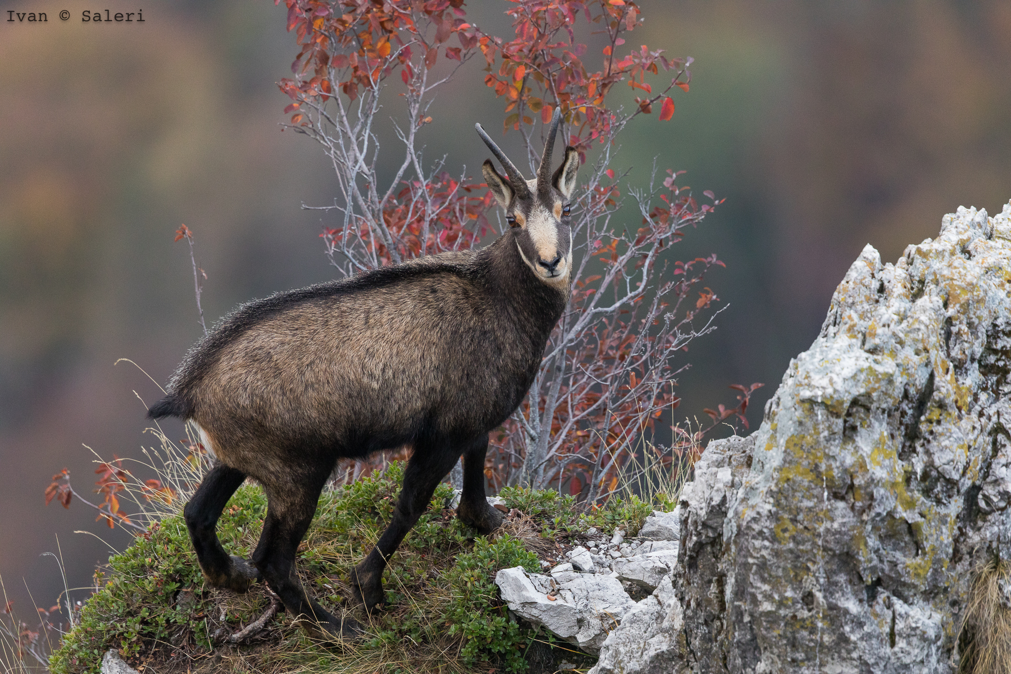 Camoscio