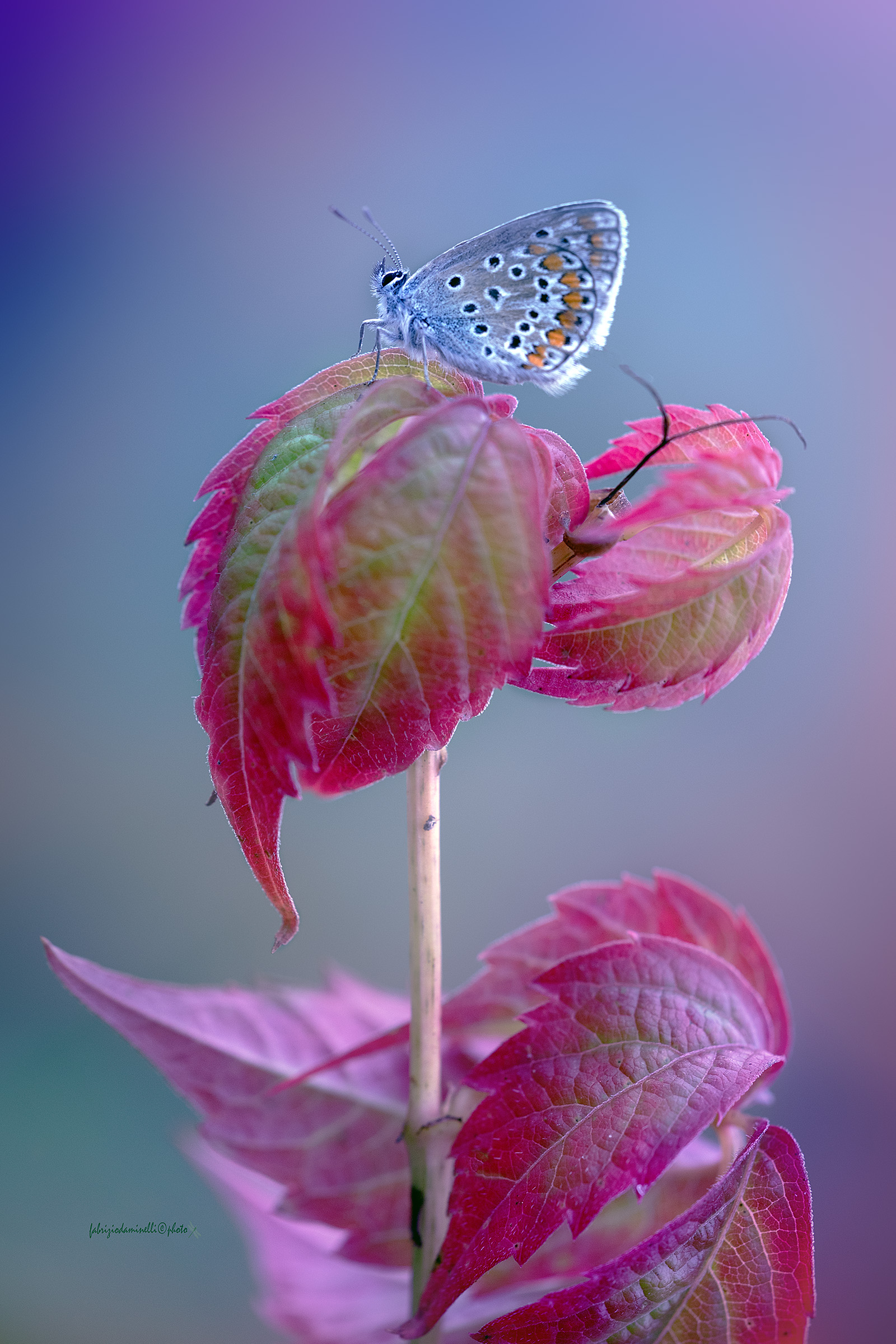 Polyommatus icarus - Common Blue