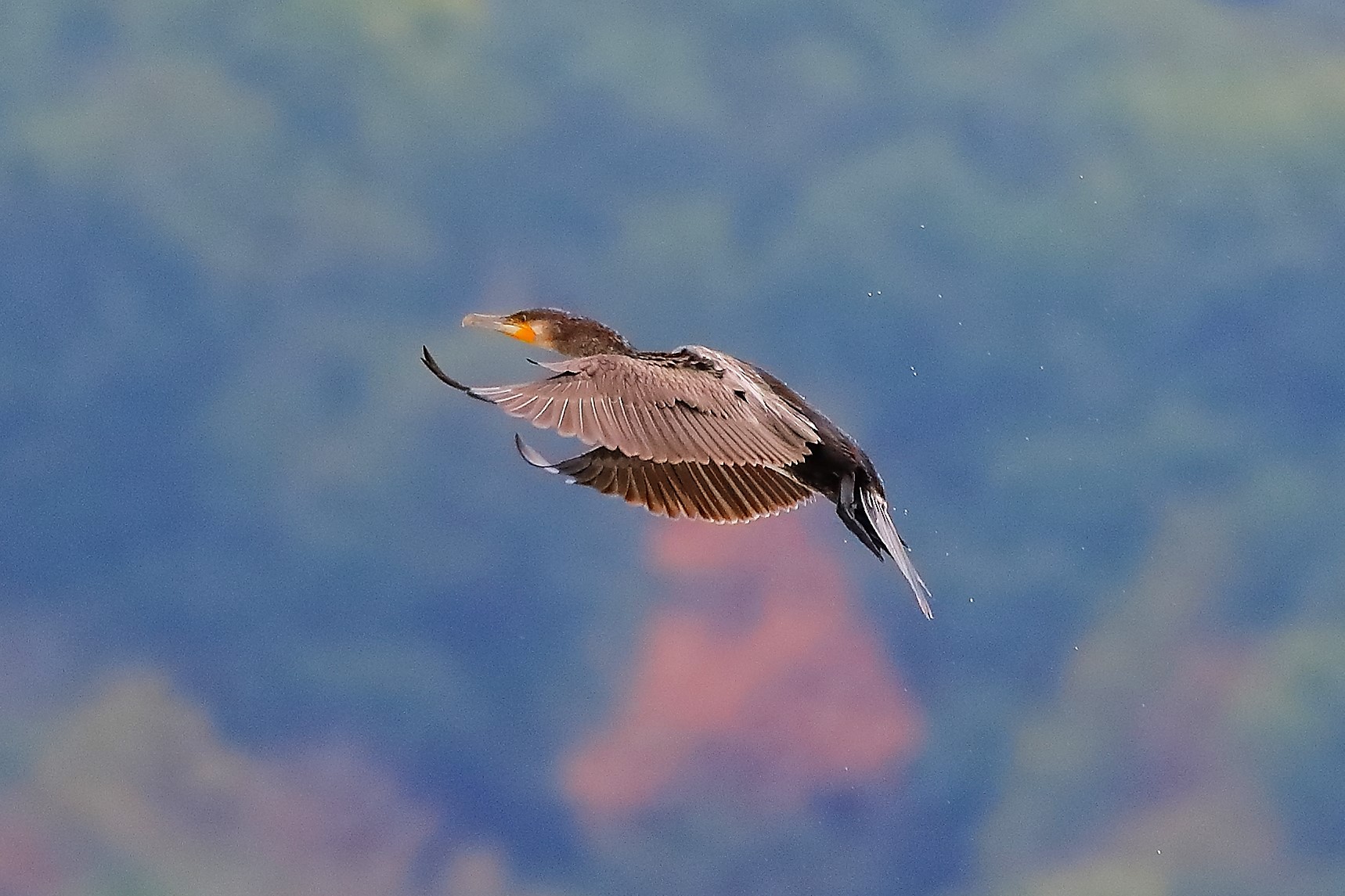 cormorano 30-08-2022