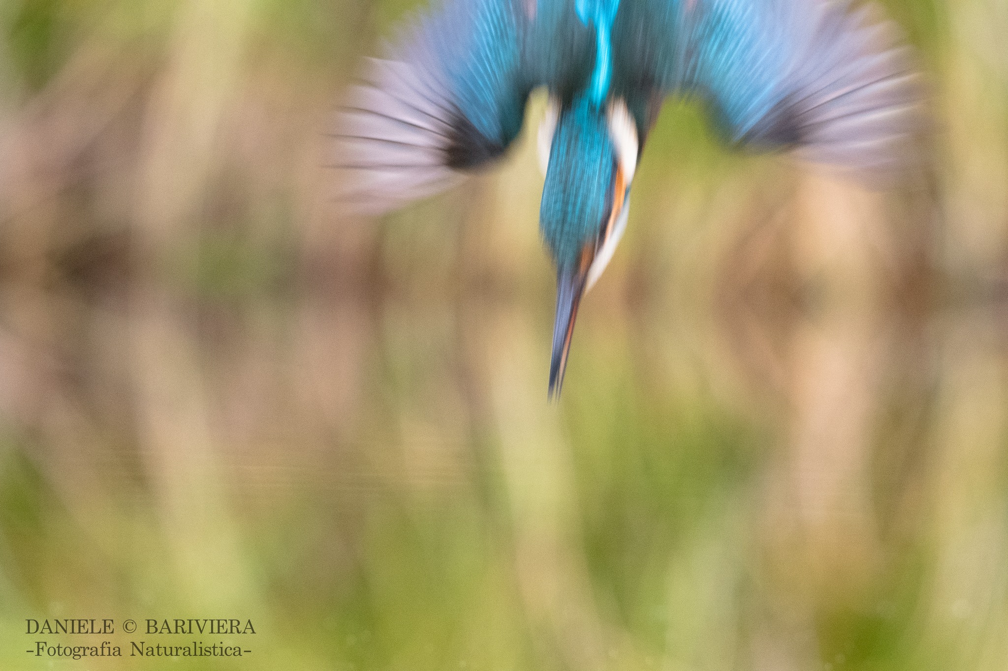 Il tuffo del Martin pescatore