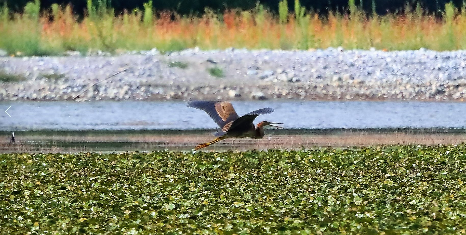 airone rosso 30-08-2022