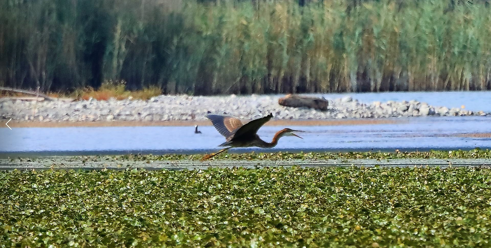 airone rosso 30-08-2022