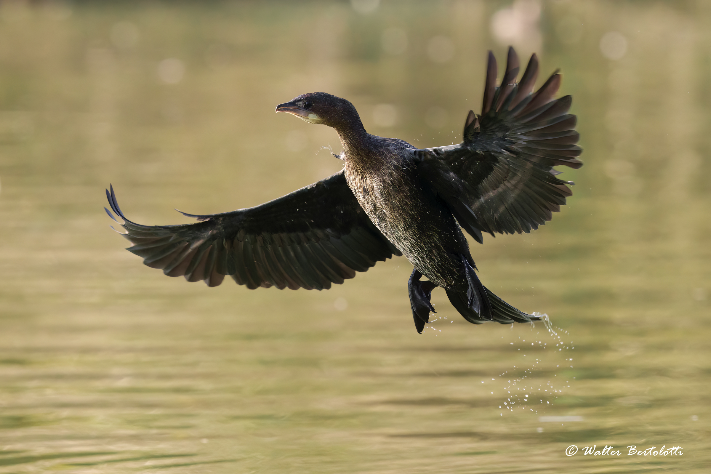 l'arrivo del piccolo marangone