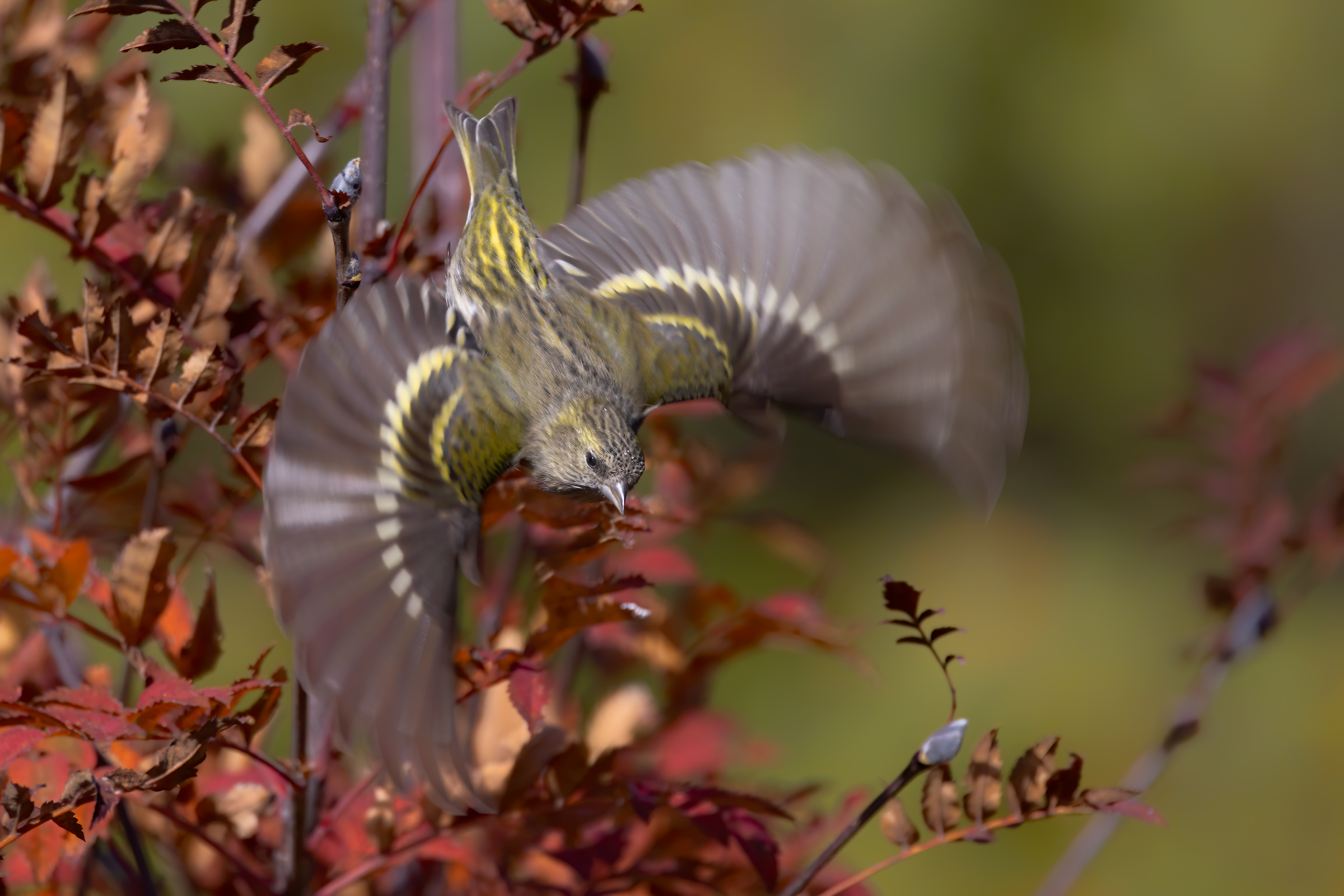 Lucherino (Spinus spinus) al volo