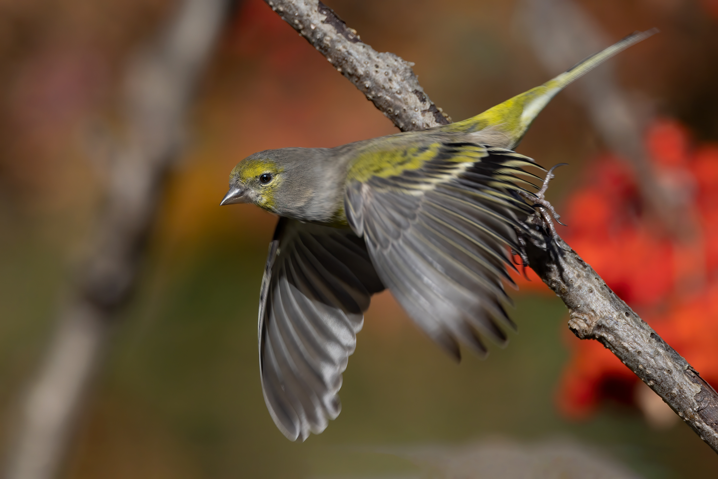 Venturone alpino (Carduelis citrinella)