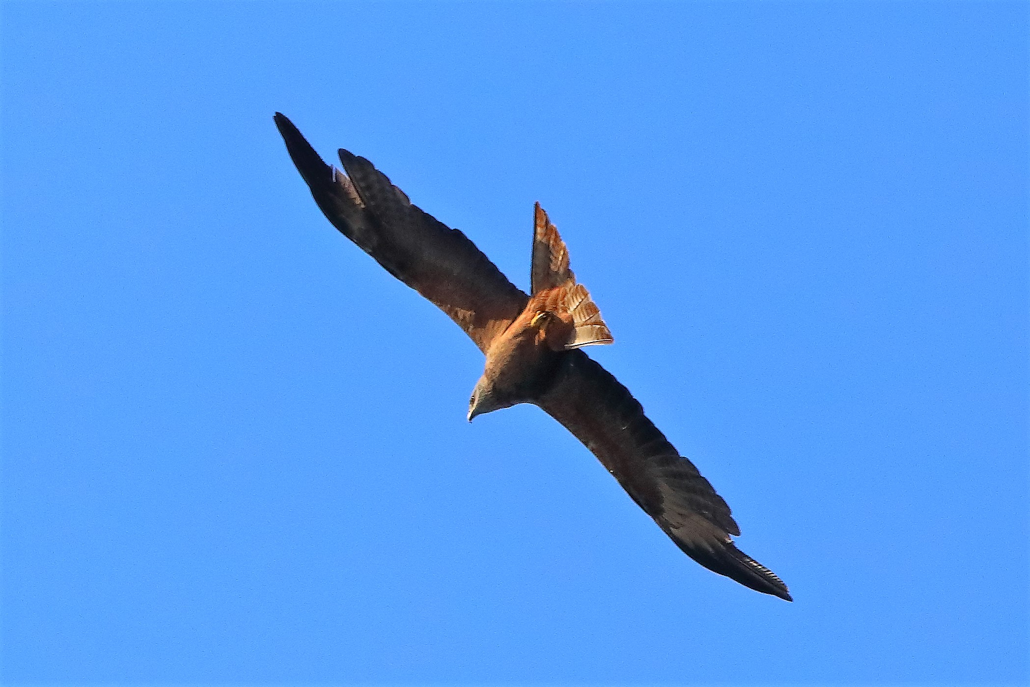 Nibbio bruno 02-08-2022