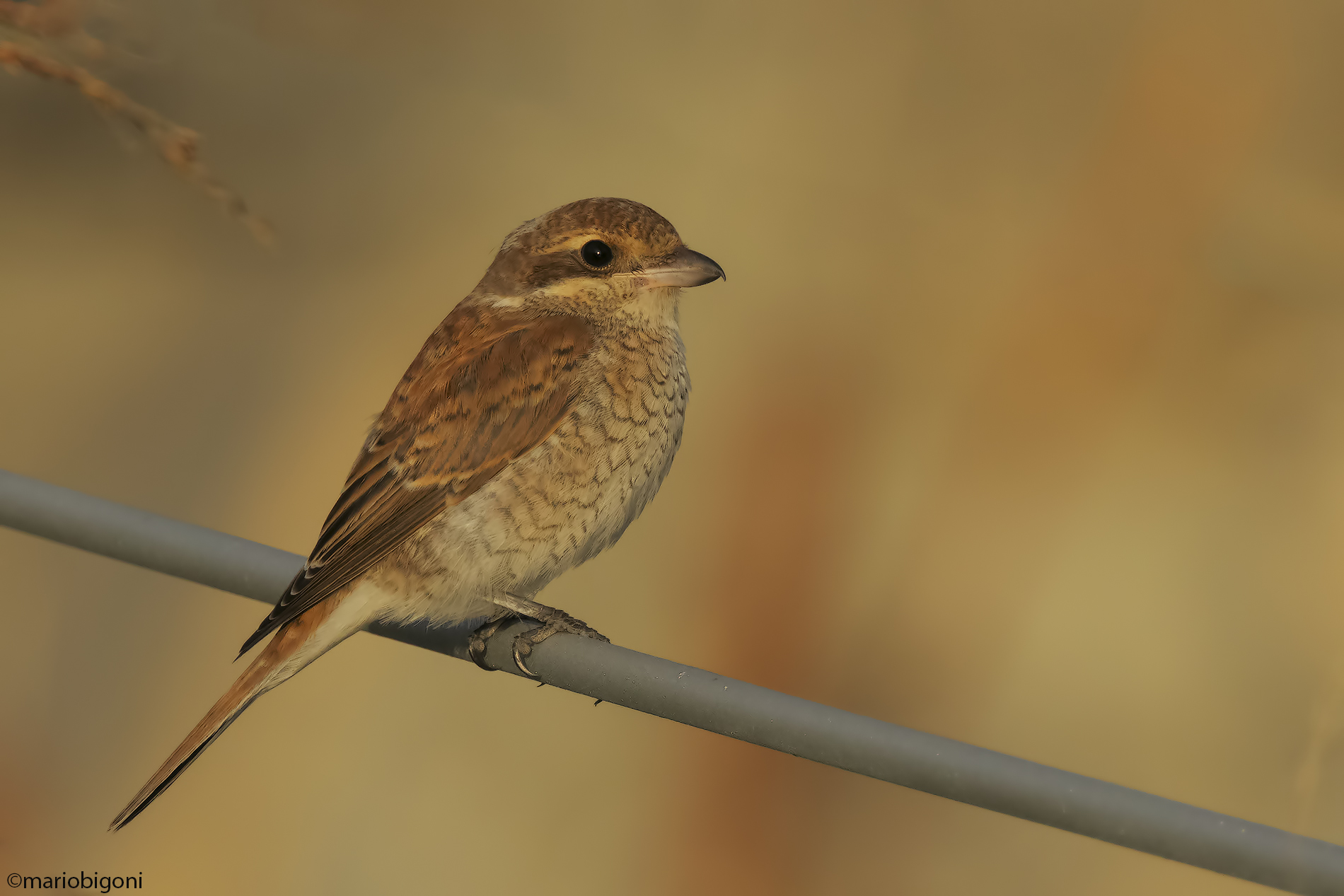 Red-backed shrike