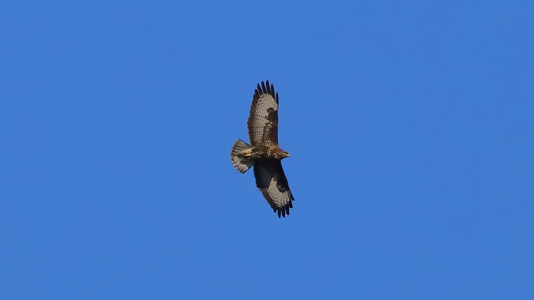 Poiana 29 gen 2022 --058--