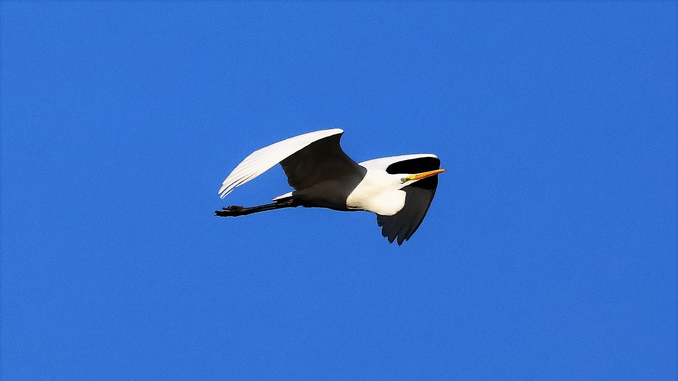 Airone BM 29 gen 2022 --65--