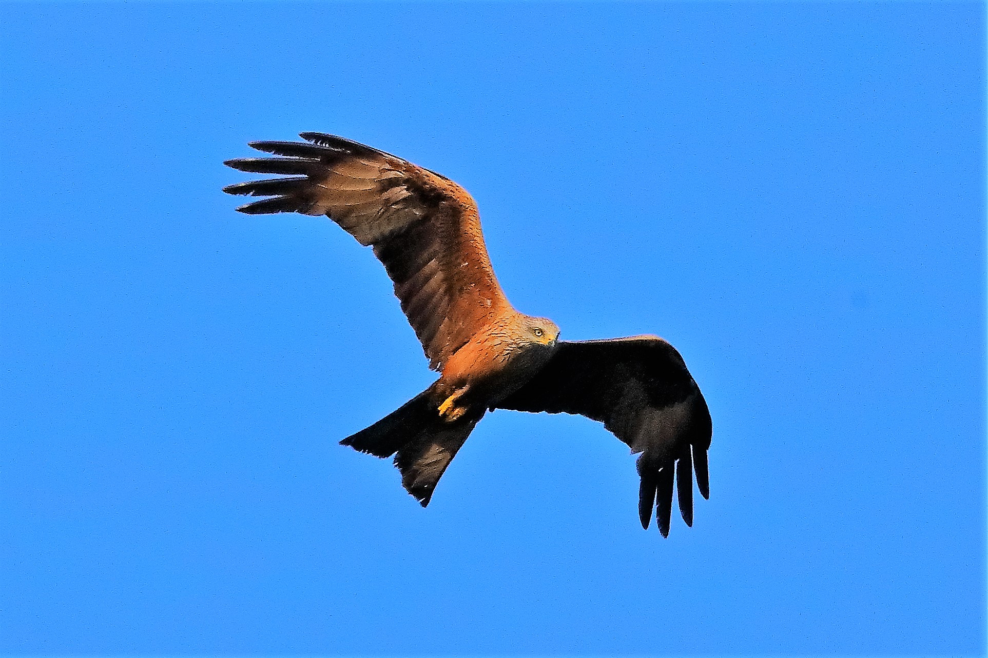 Nibbio bruno 03-08-2022