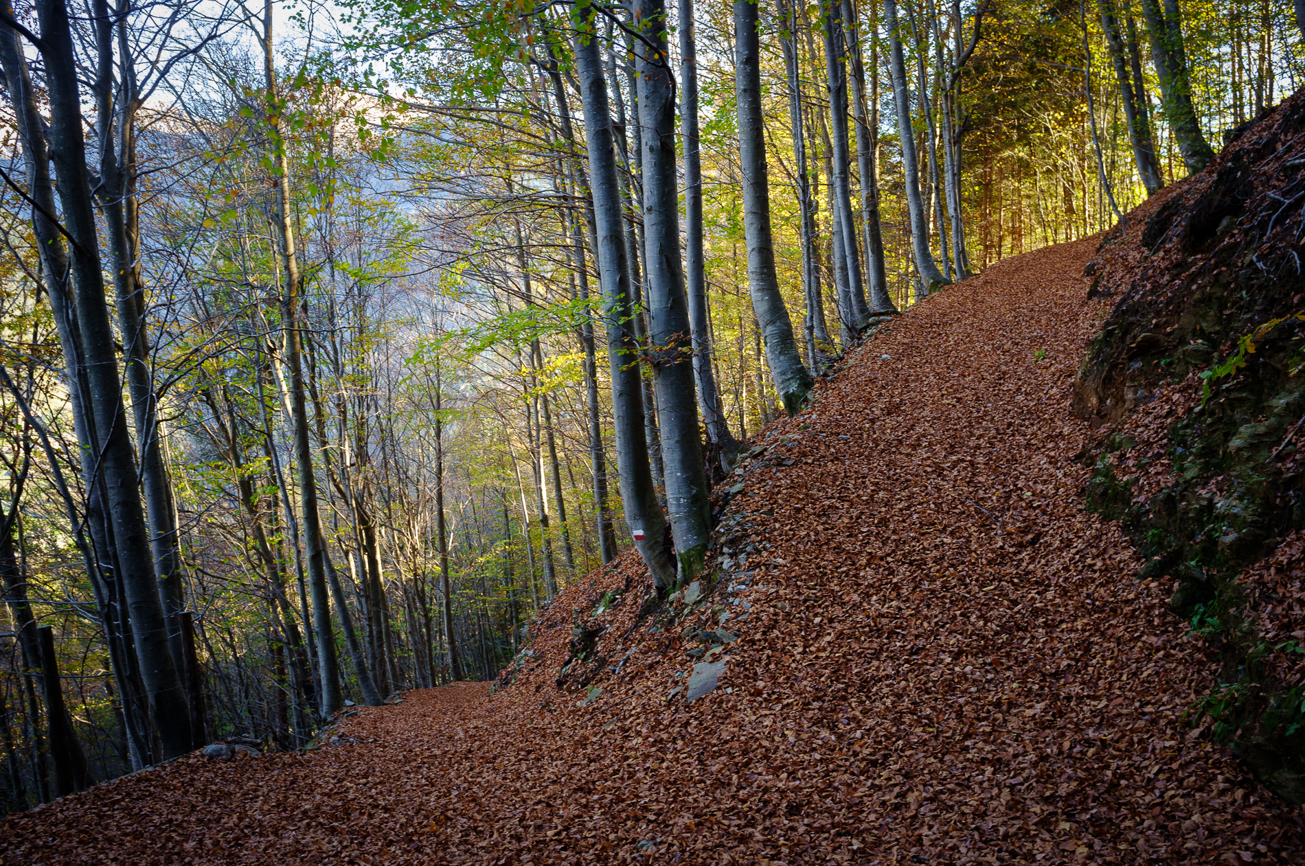 Il bivio nella faggeta